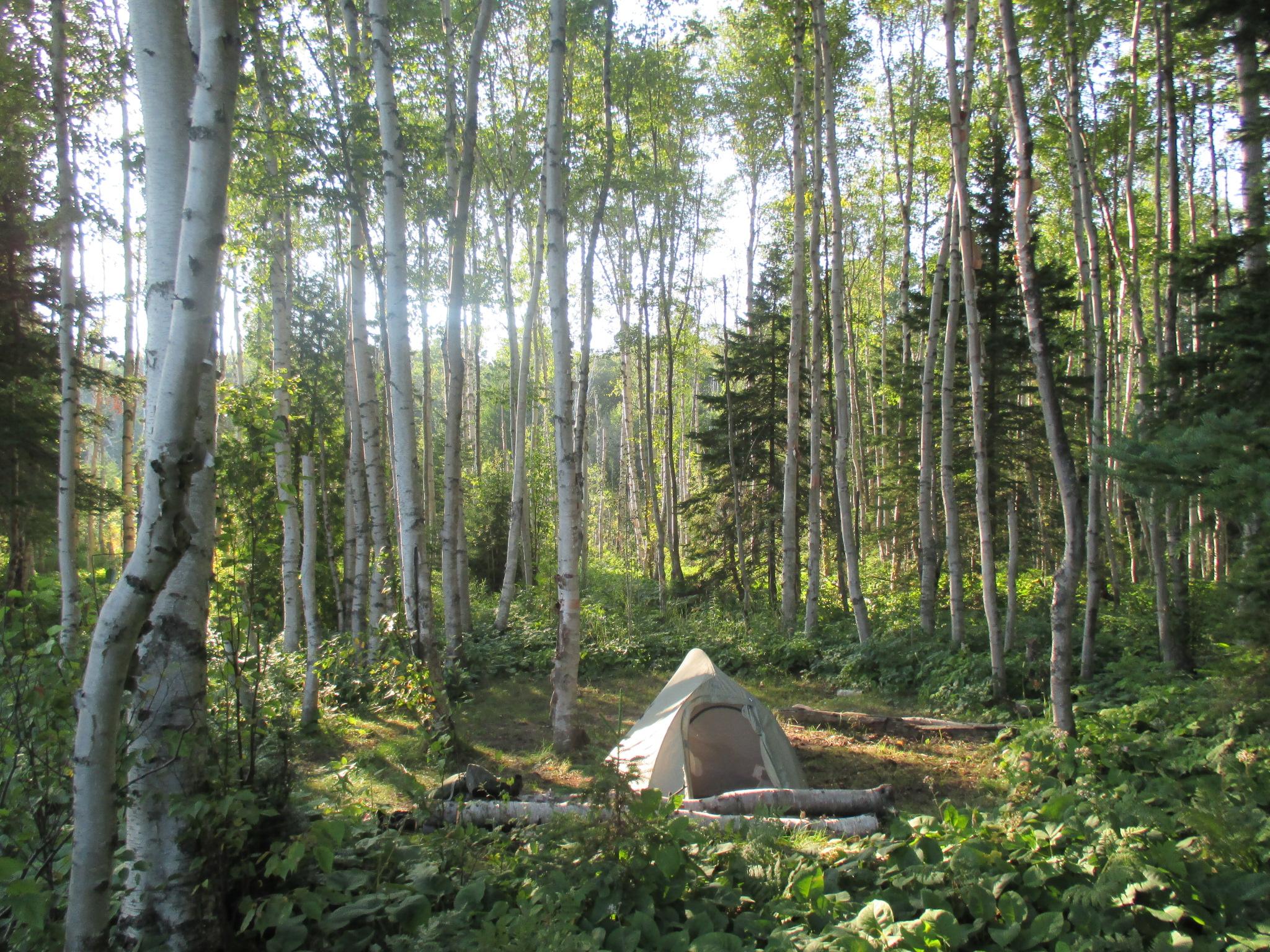 Tent surrounded by trees.