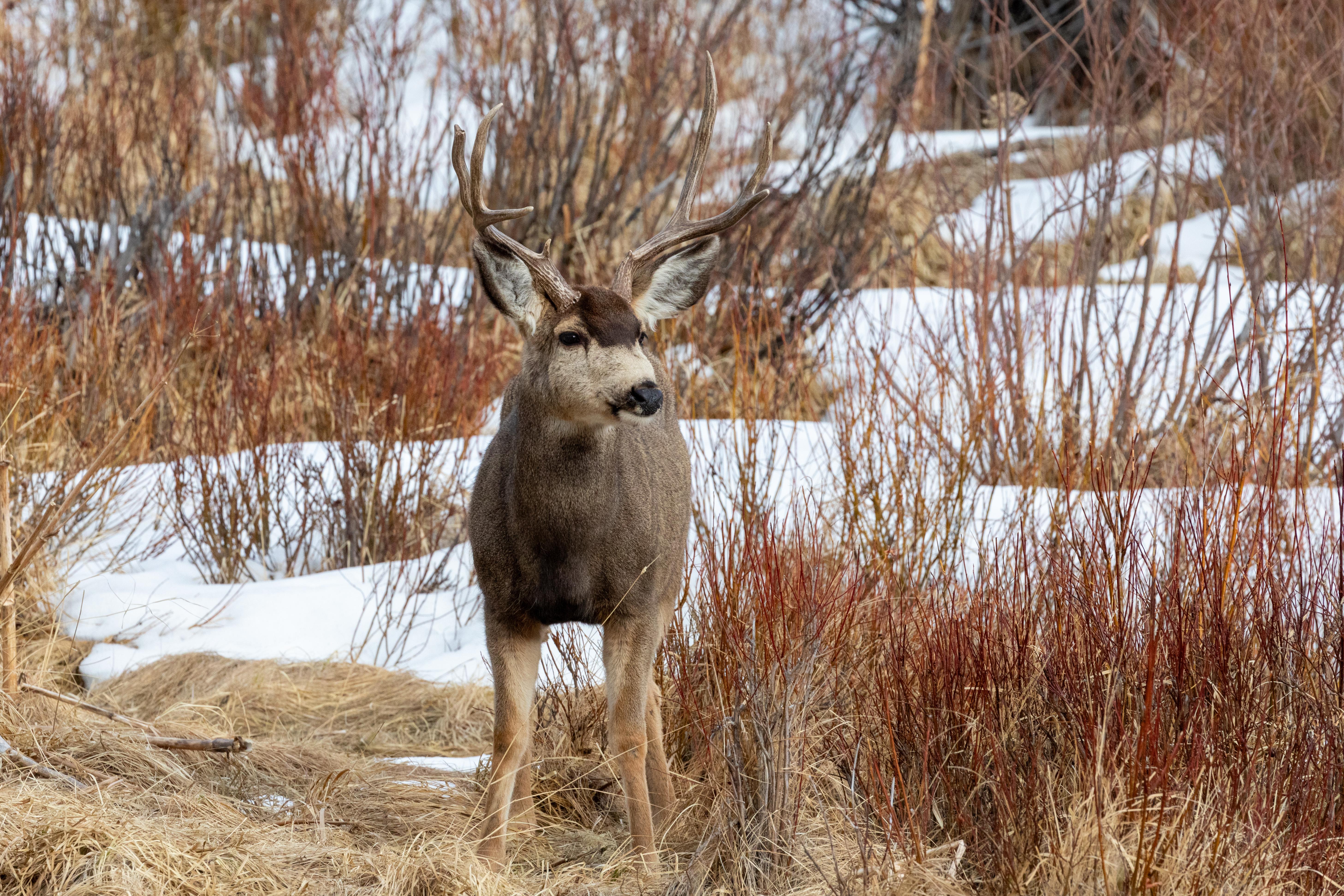 A mule deer buck with a little snow in a meadow in winter