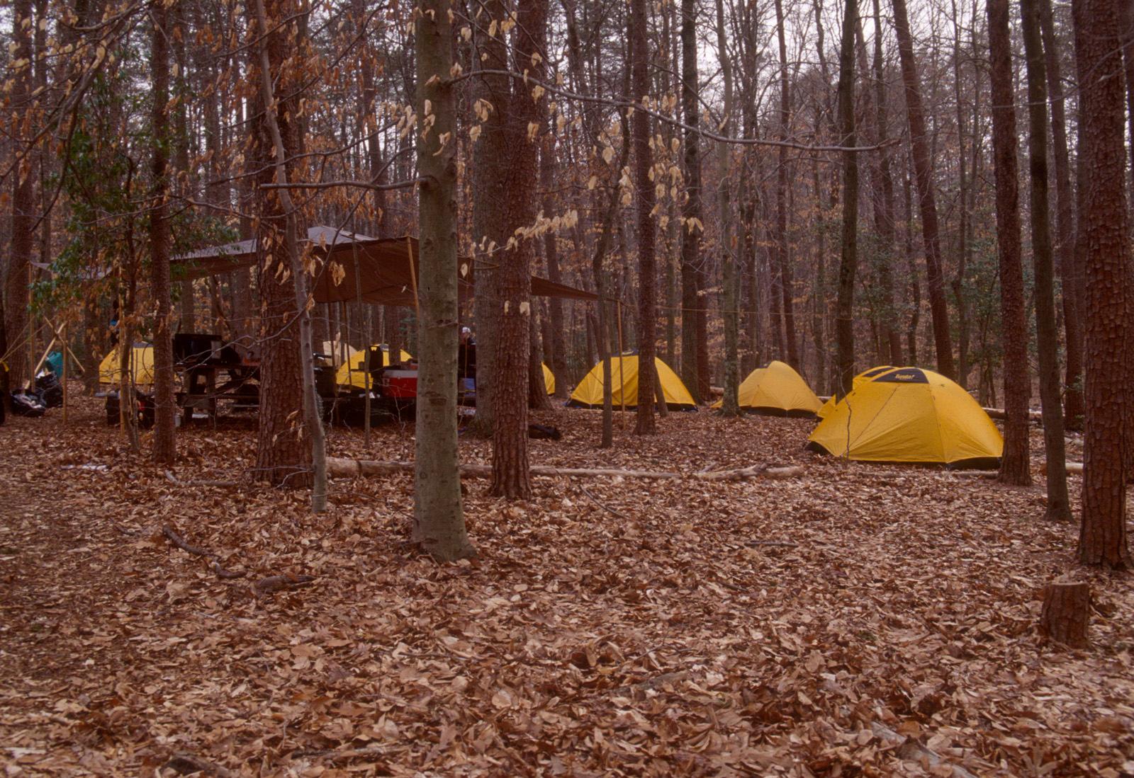 Yellow tents camping in a winter forest with many leaves coving the ground