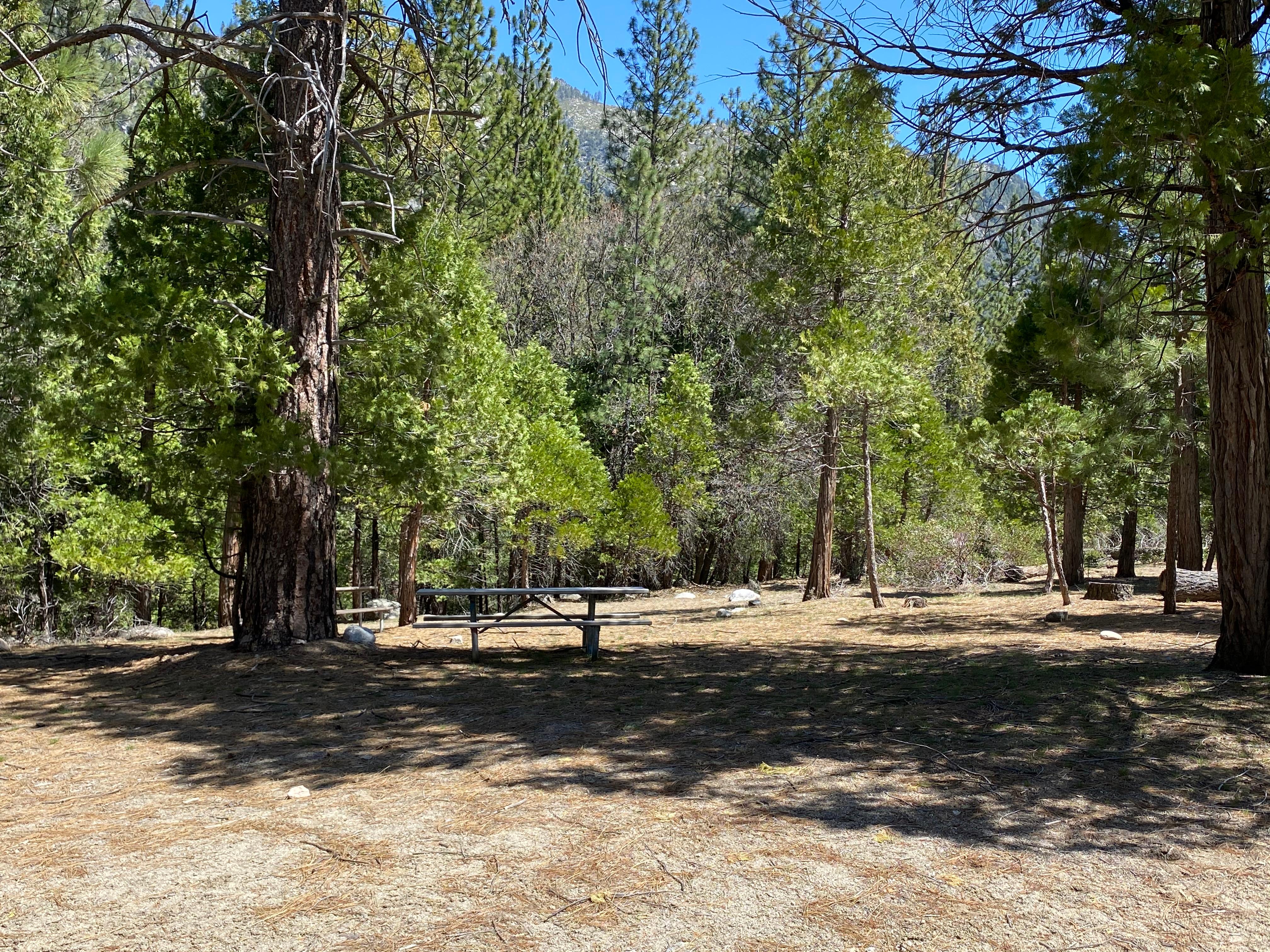A shaded campsite is surrounded by fir trees and has two picnic tables.