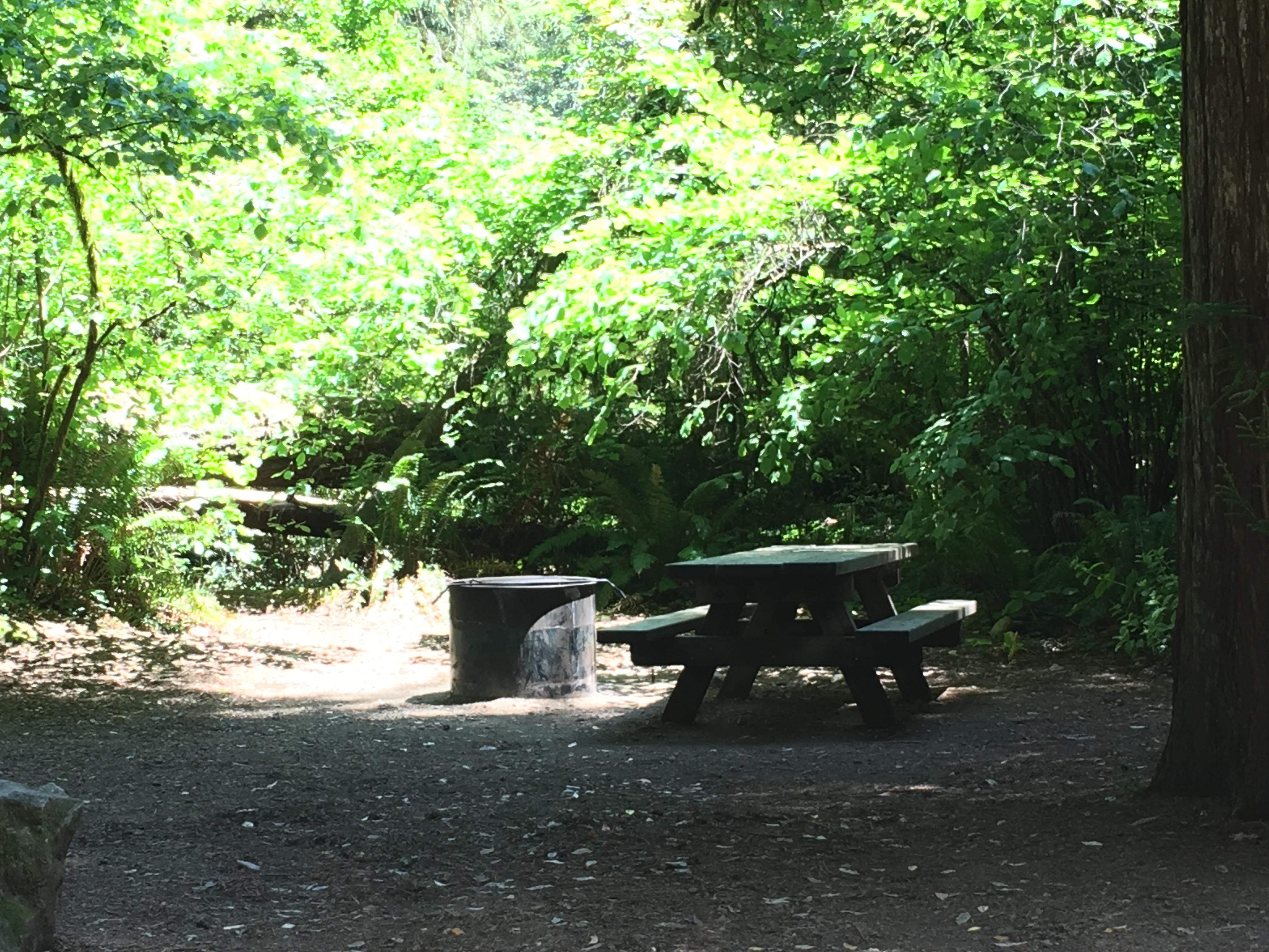 A picnic able and food storage lockers surrounded by vegetation.