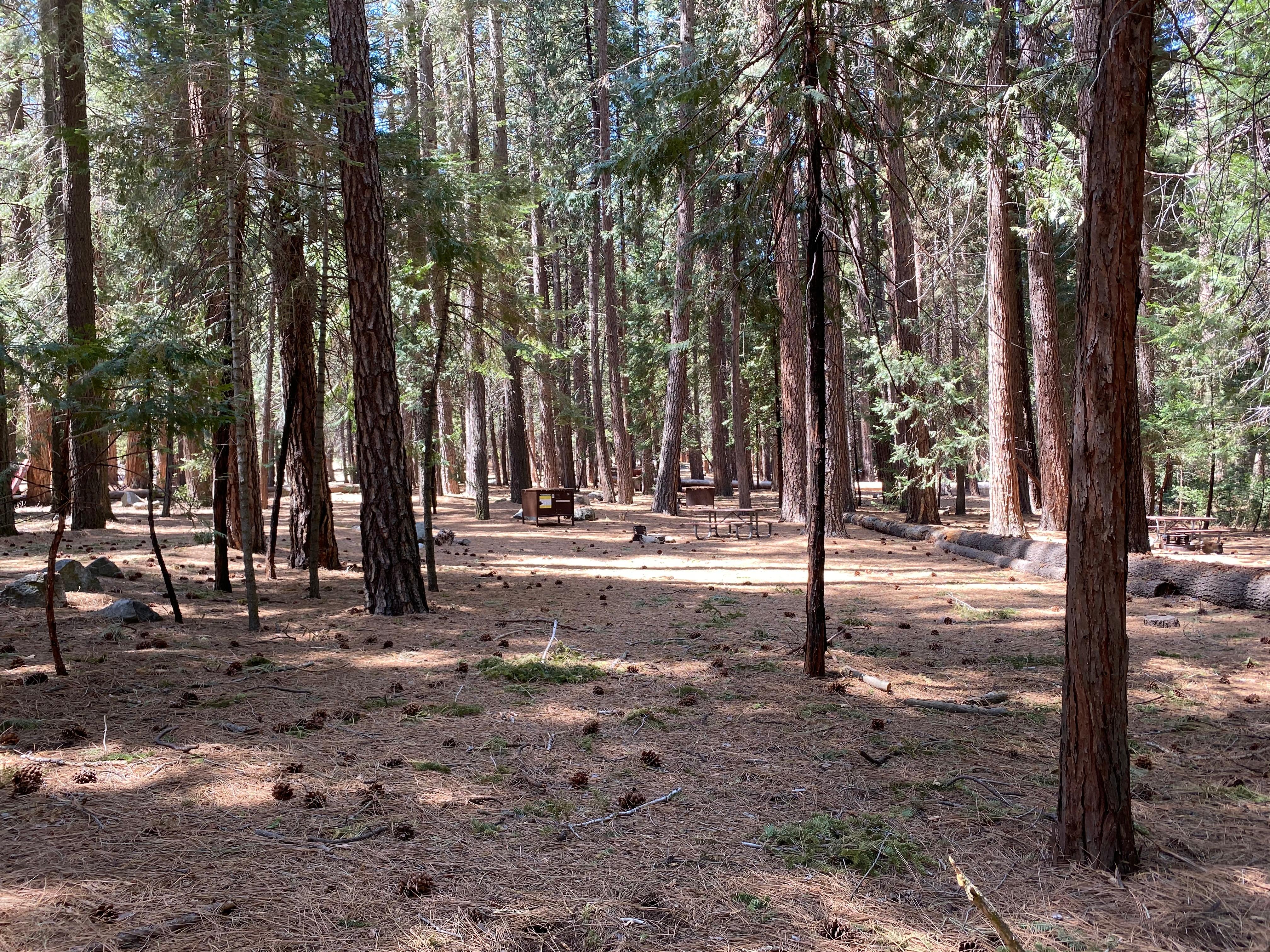 A campground containing pines and cedars, food storage boxes, and a picnic table.