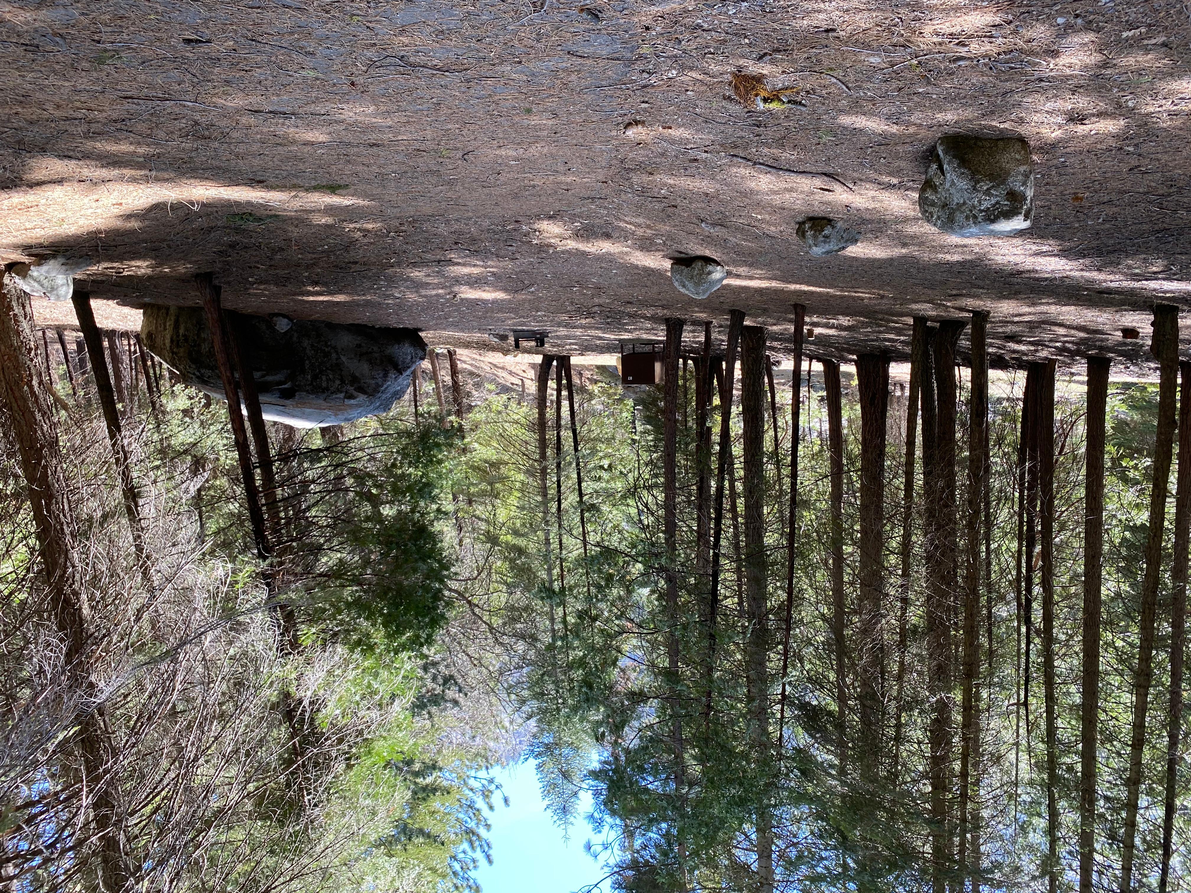 A campsite that is heavily shaded by fir trees and contains a car-sized boulder.