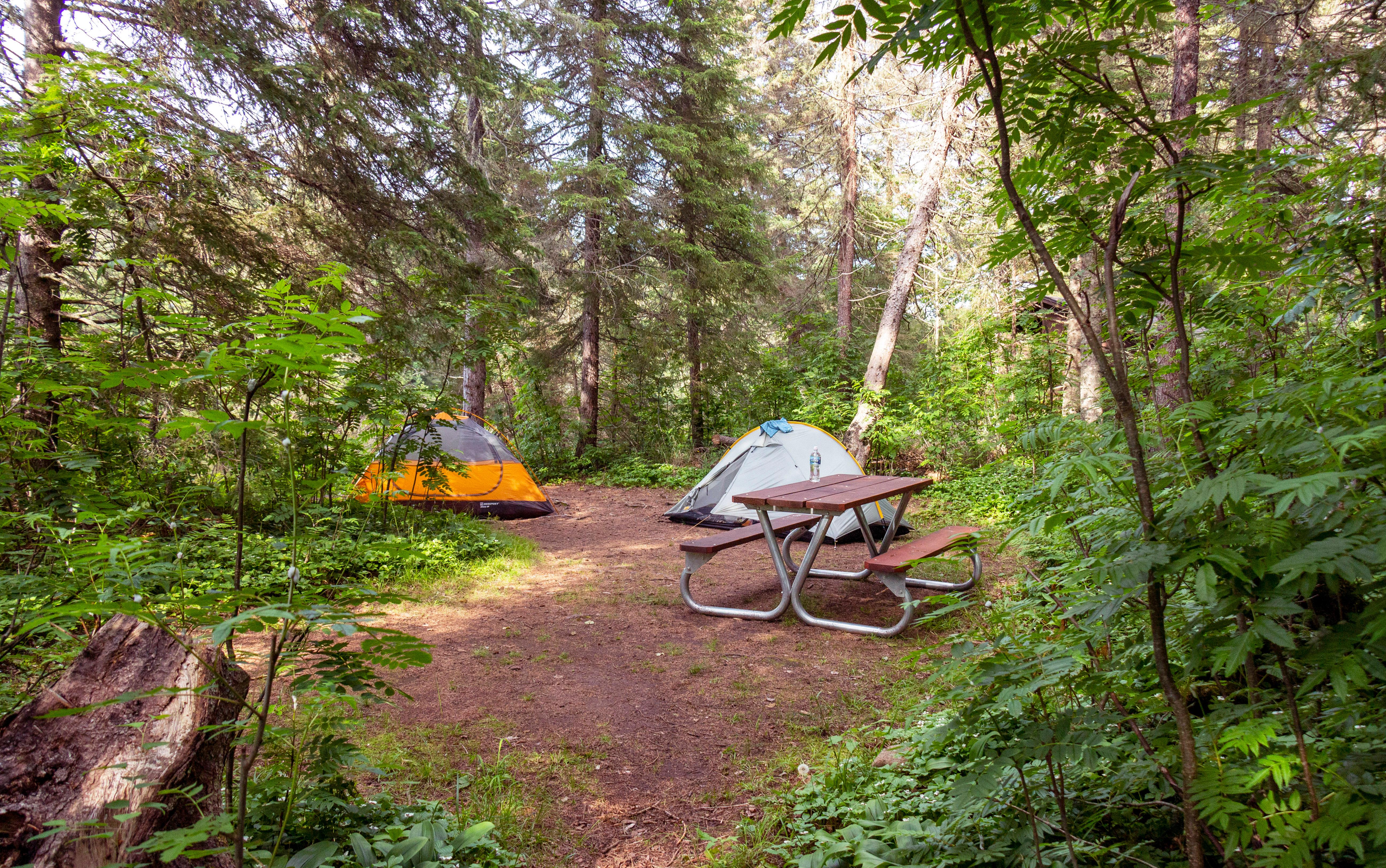 Tents pitched in a tent site with a picnic table; all surrounded by trees.