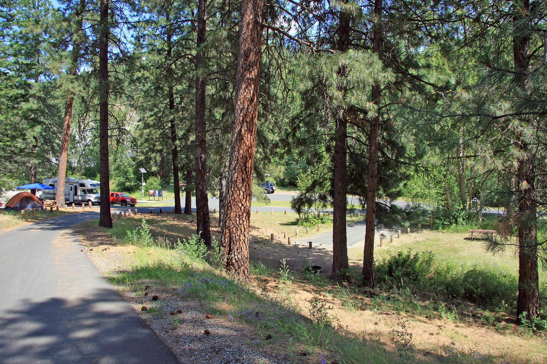 road through pine trees with in foreground with campsite visible in background