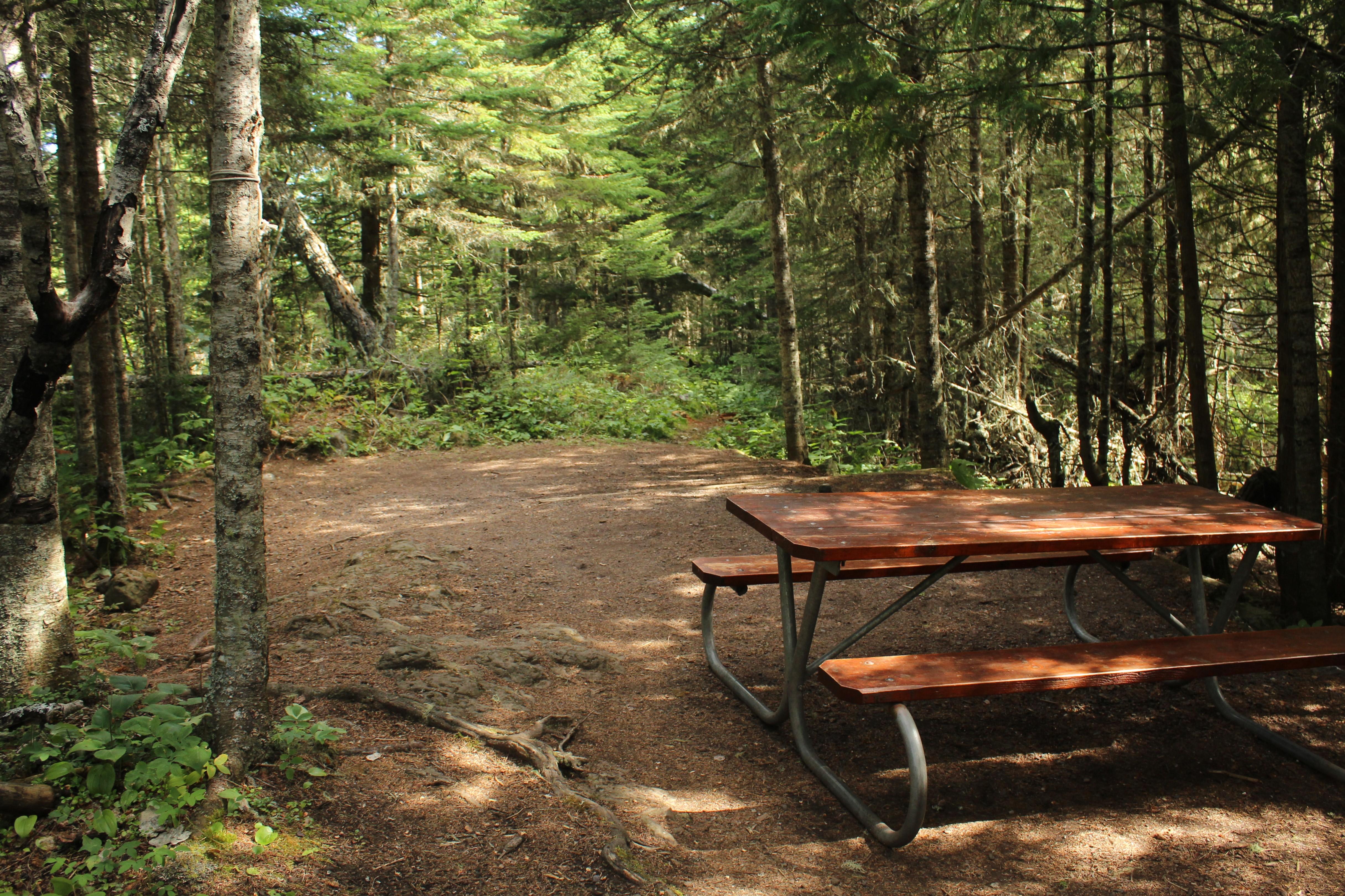 Bare ground spot between trees for setting up a camping tent with a picnic table in foreground.