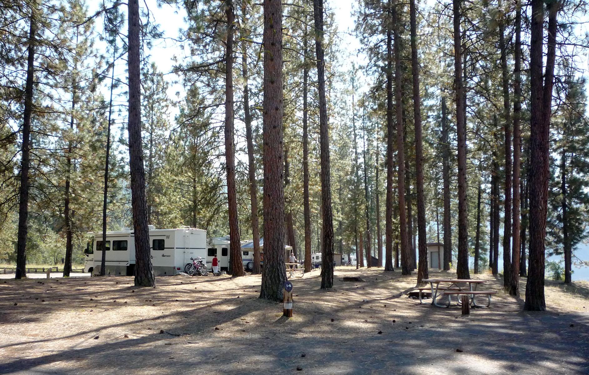 campsites tucked among towering pine trees with shade