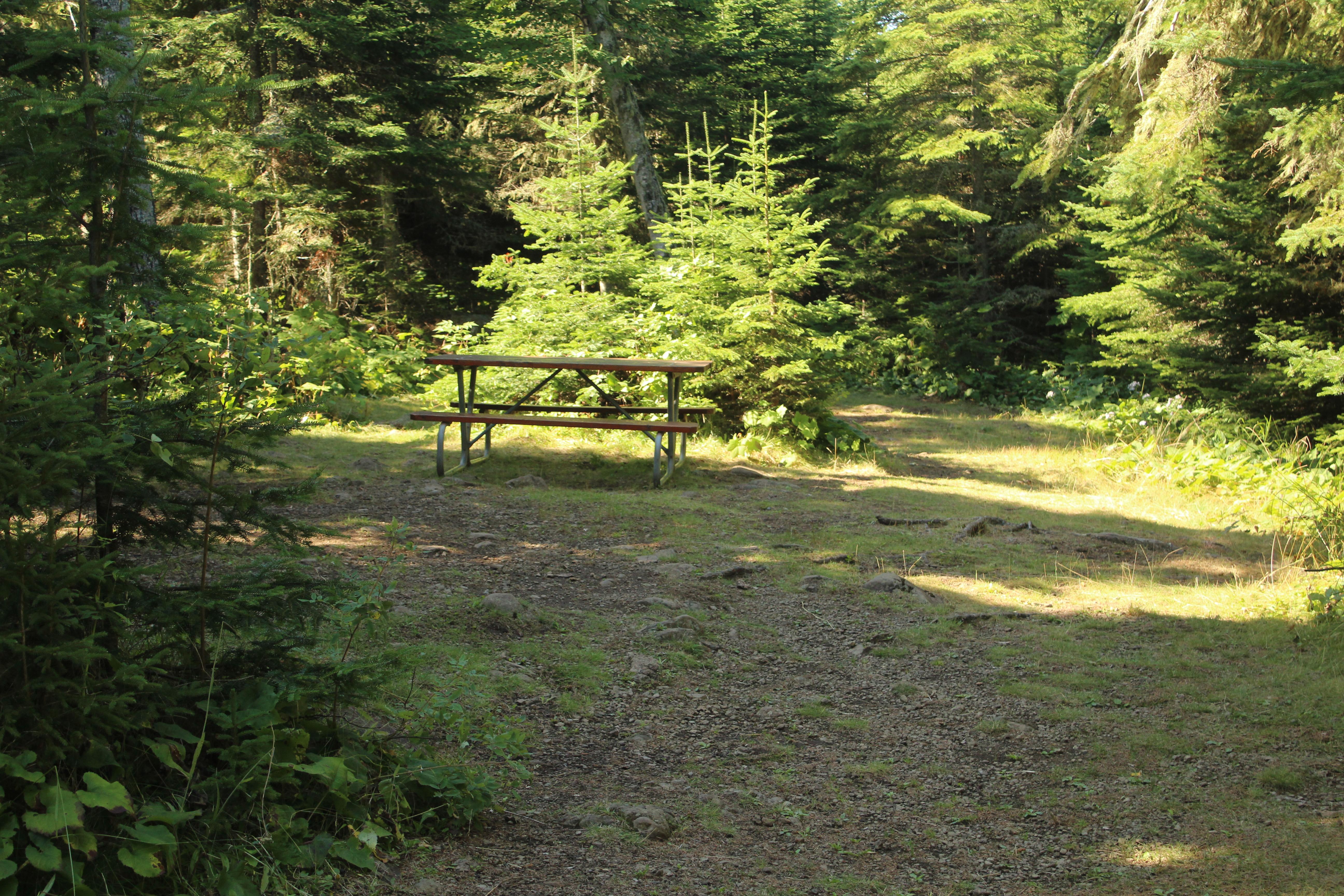 Campsite for multiple tents with several open spaces surrounded by trees.