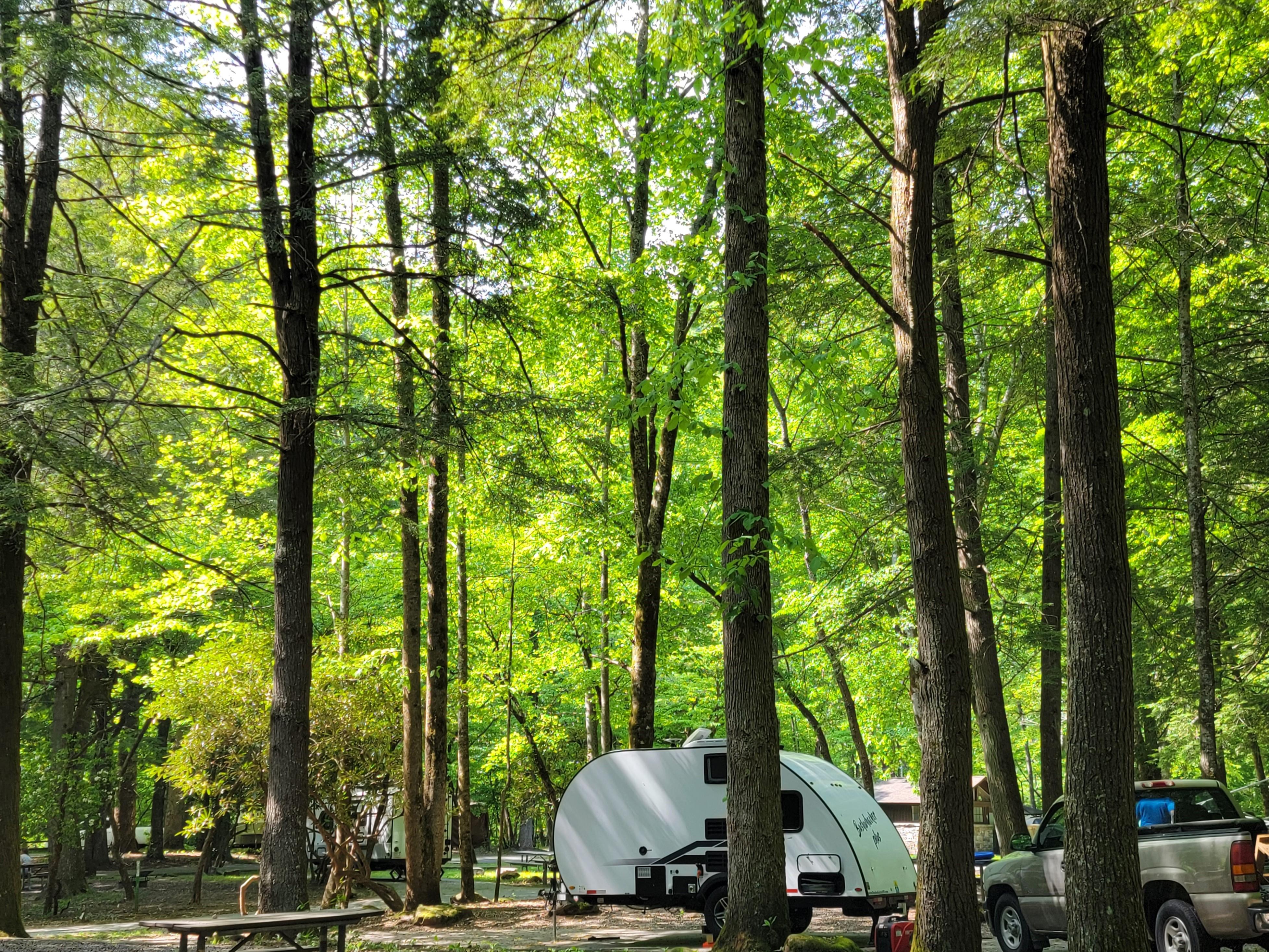Trees in summer surrounding several campsites, one with a white trailer and gold pickup truck.