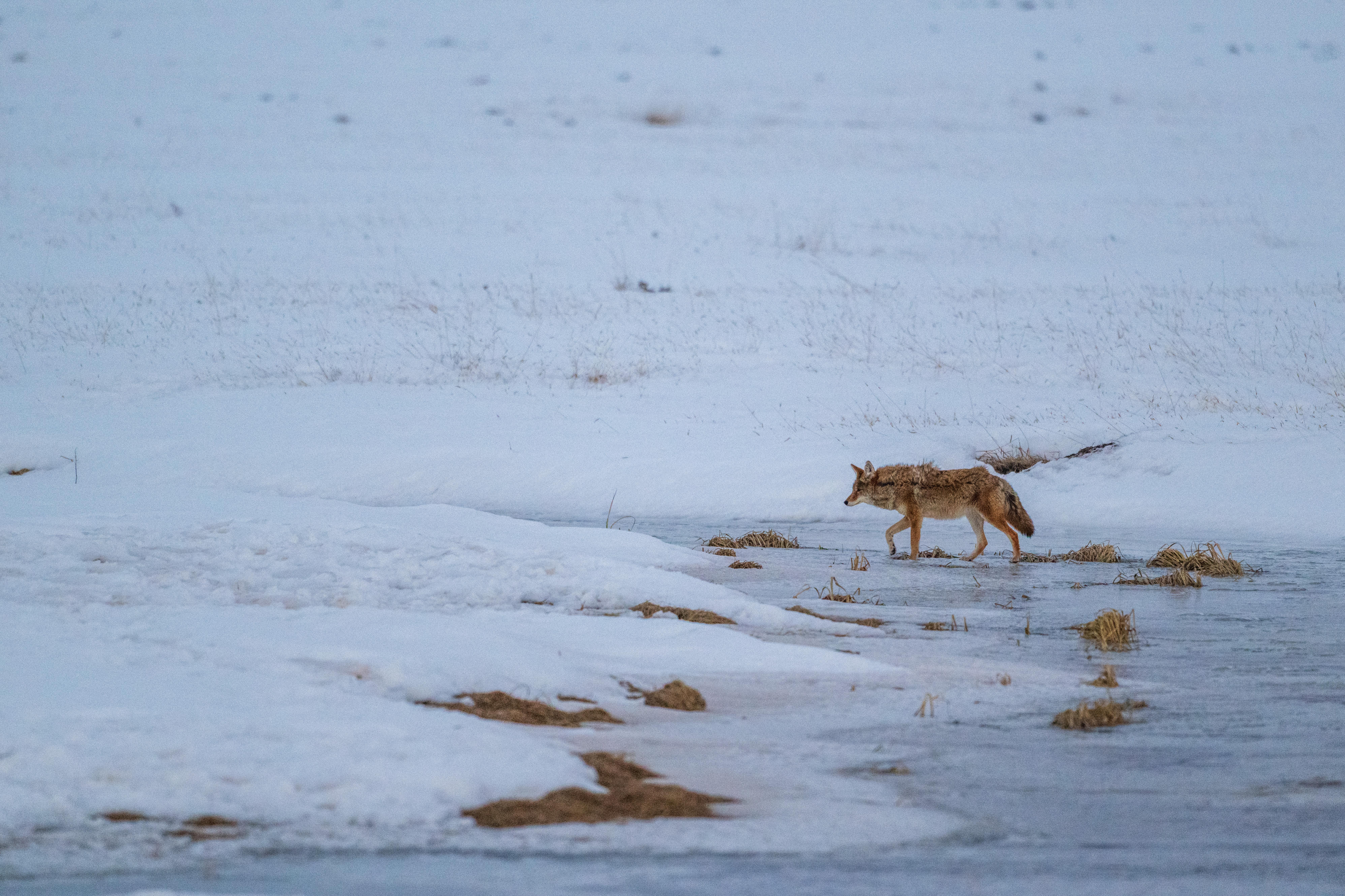 A coyote walks across a frozen stream in a snowy valley.
