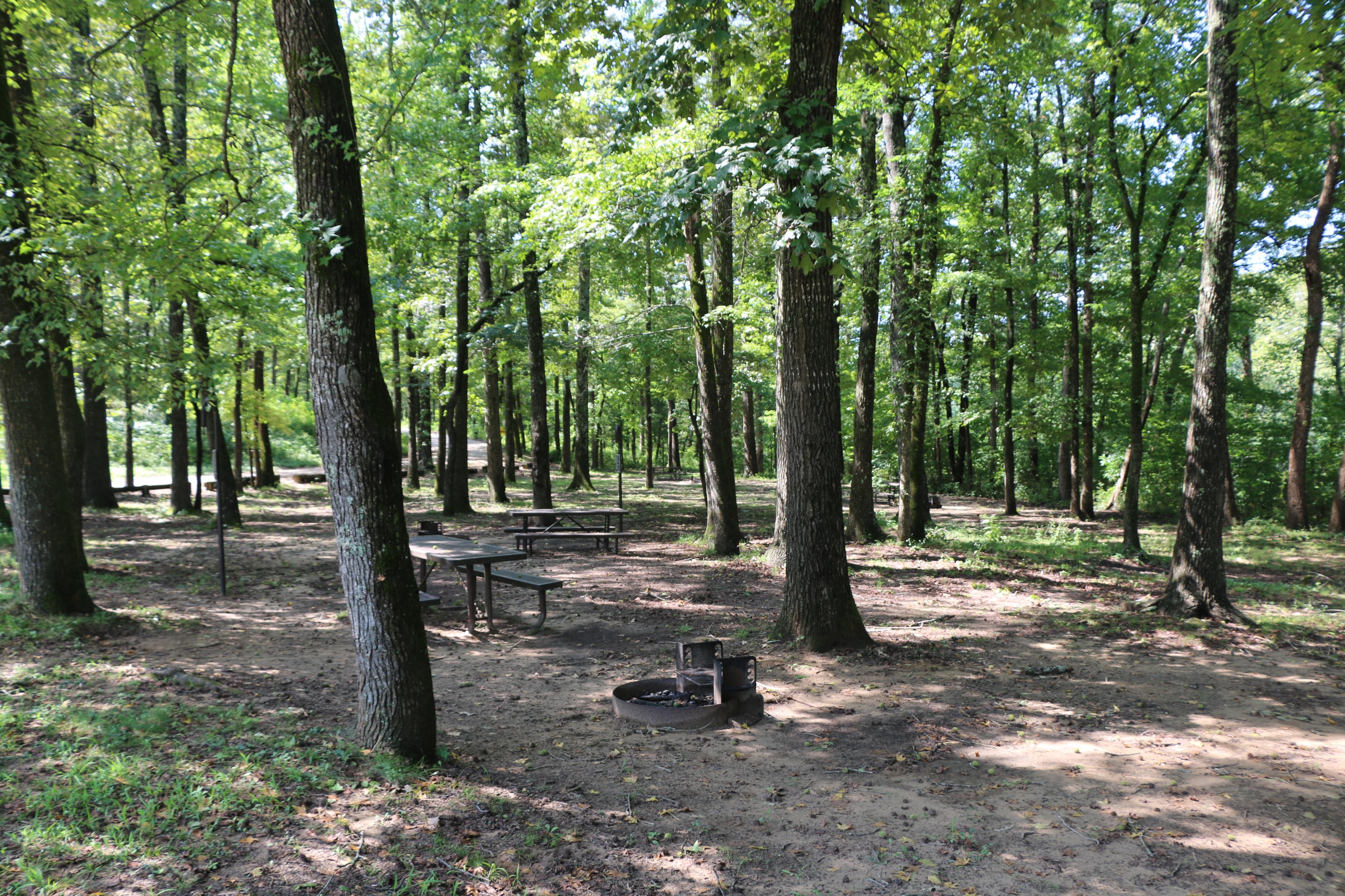 Trees shading four tent campsites with picnic tables and fire rings at Ozark Campground.