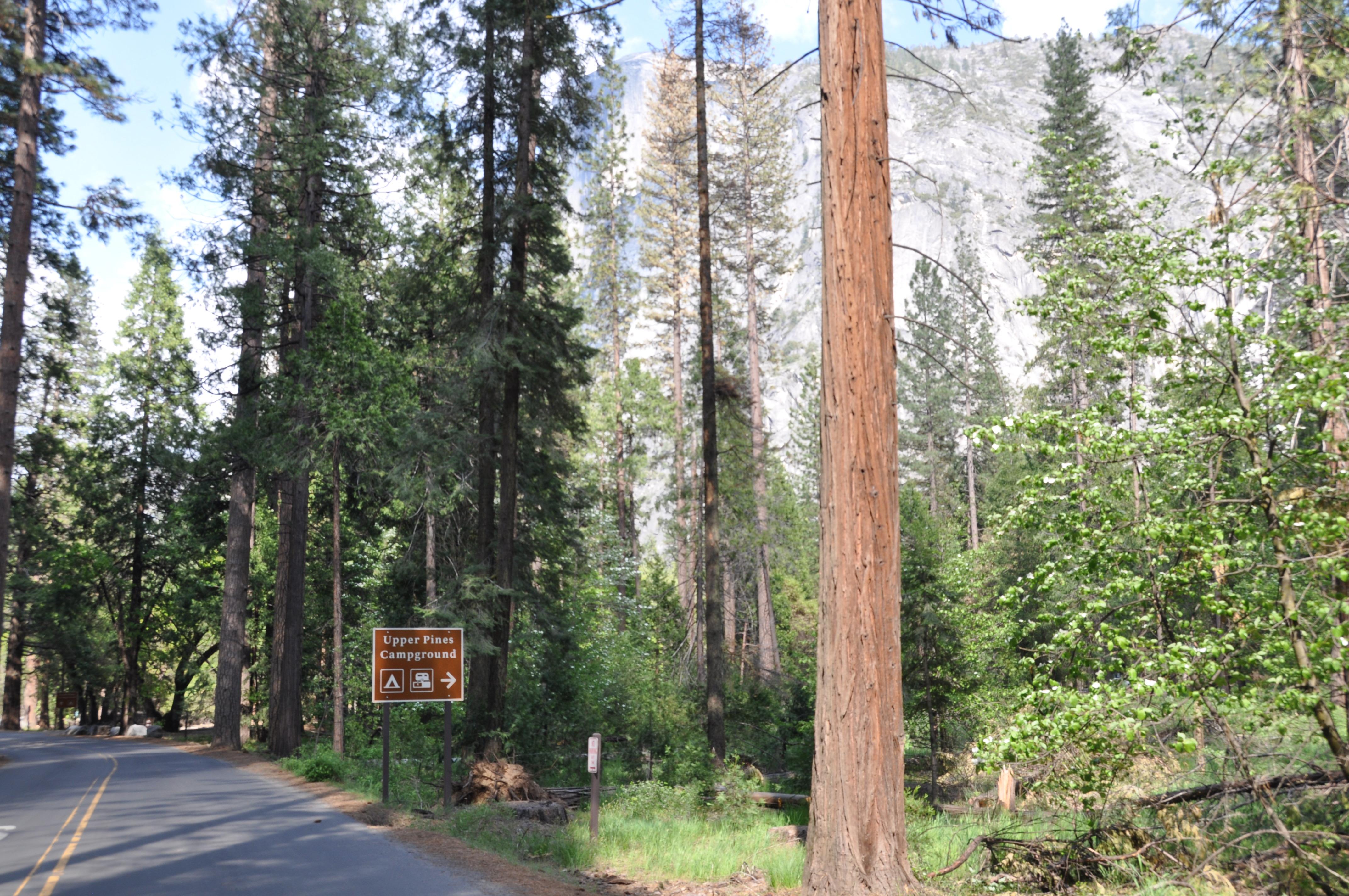road and sign indicating Upper Pines Campground