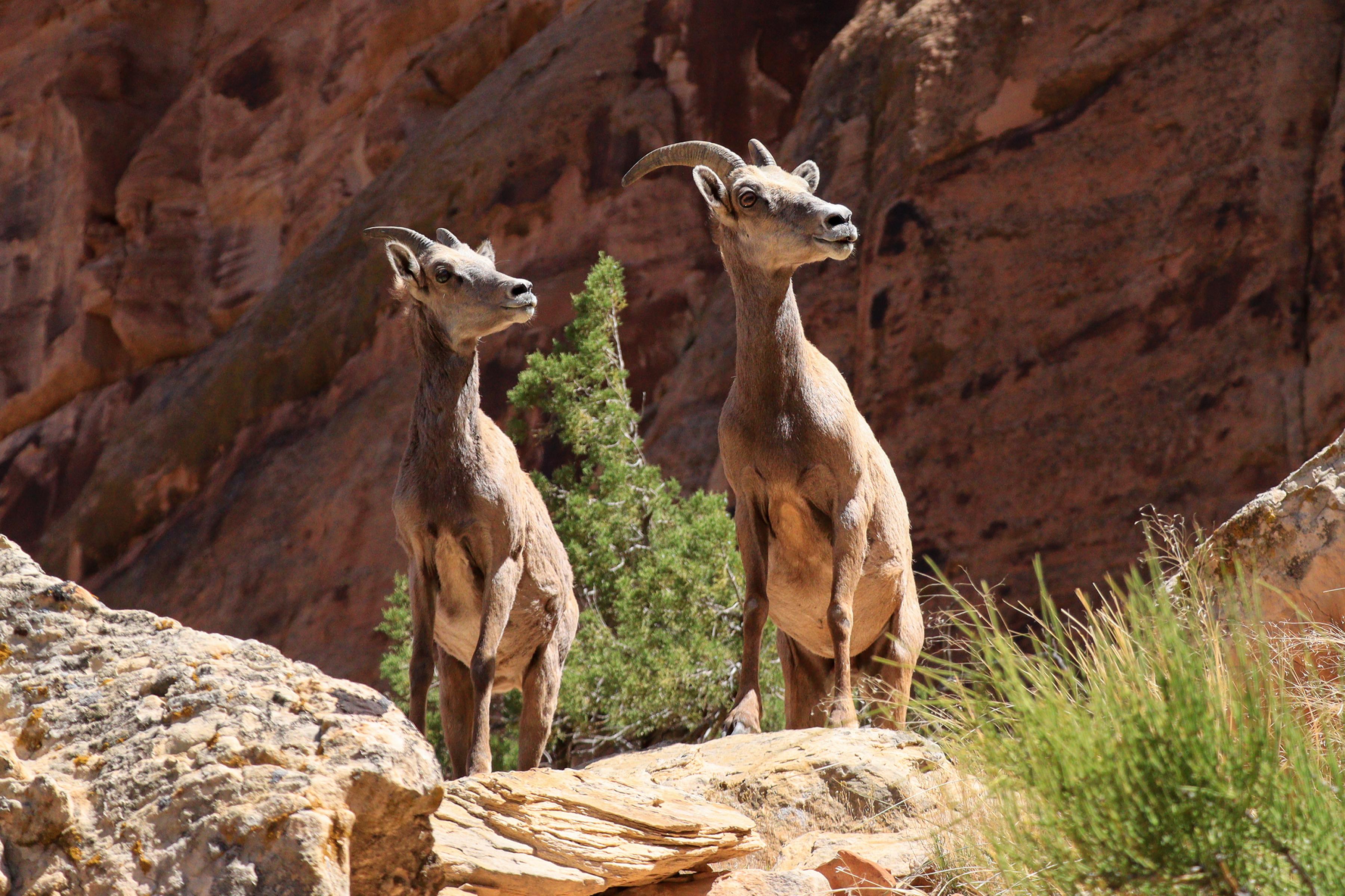 Two female desert bighorn sheep look to the right among rusty sandstones