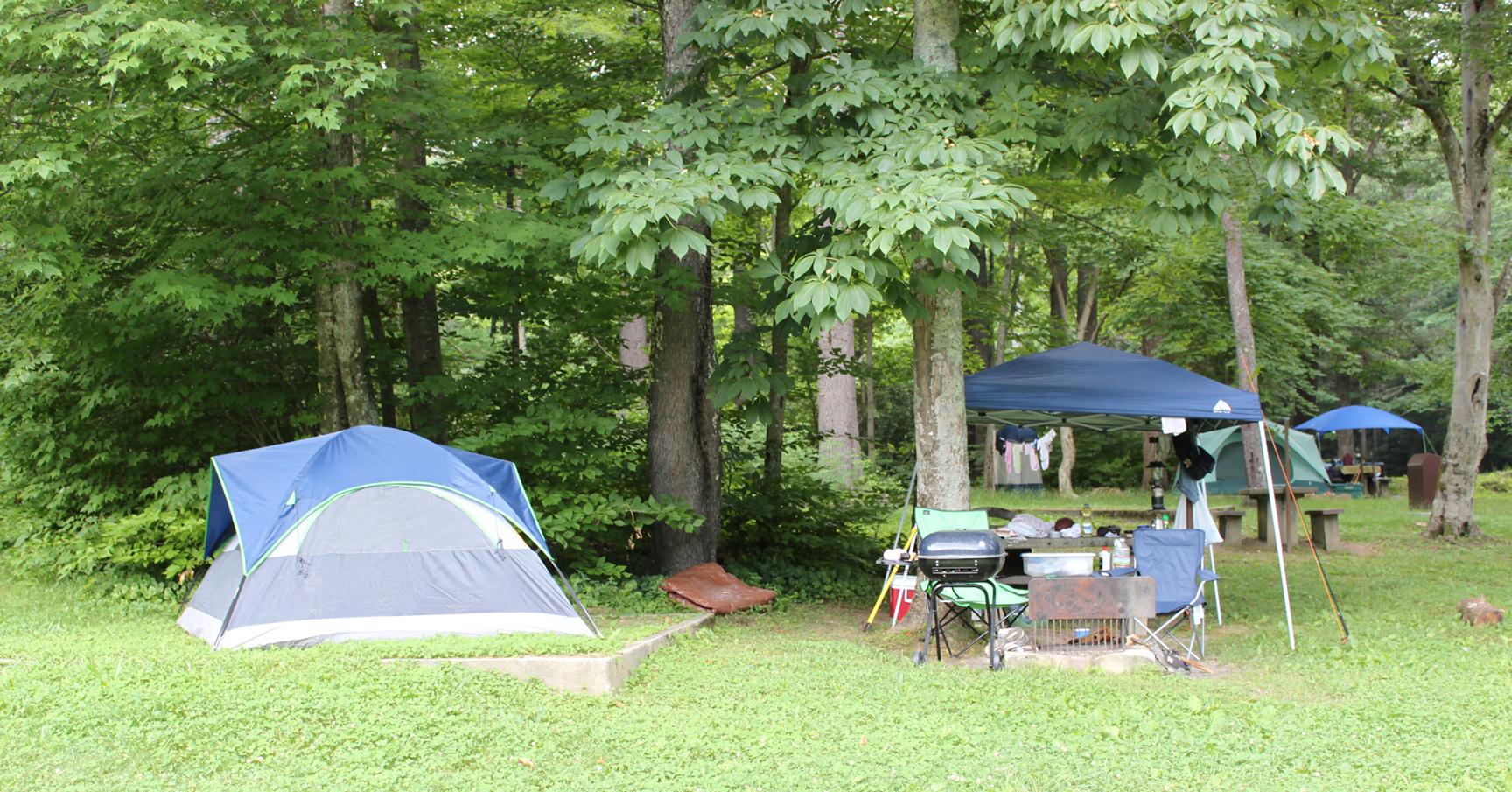A tent campsite at the edge of the forest