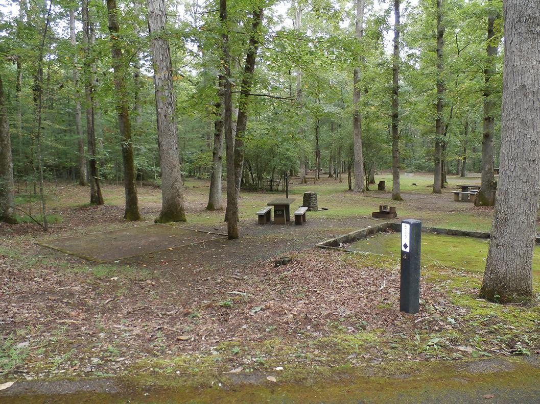 A view of several vacant campsite in a forested campground