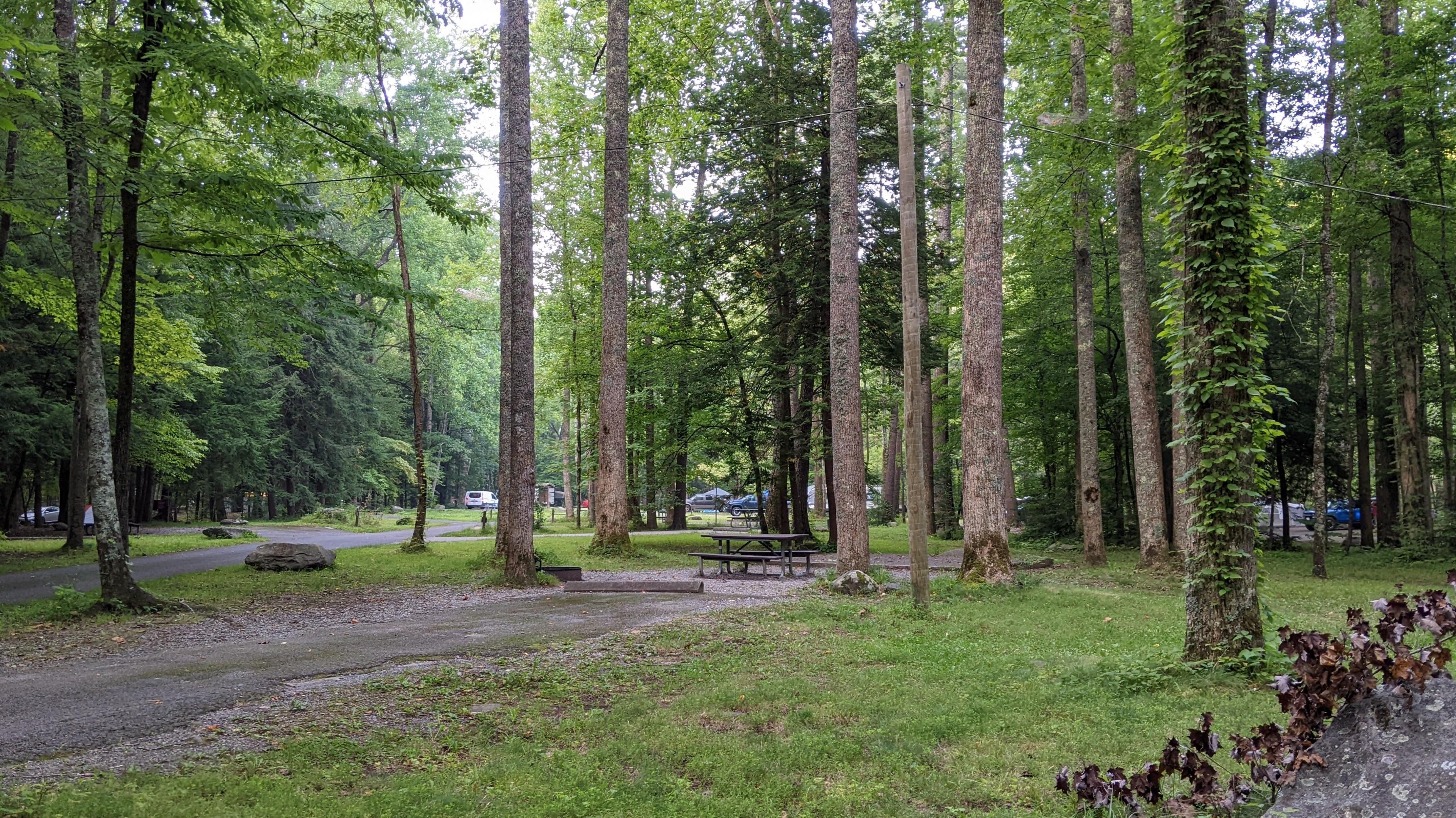A paved site driveway, fire ring, picnic table, and tent pad surrounded by trees.