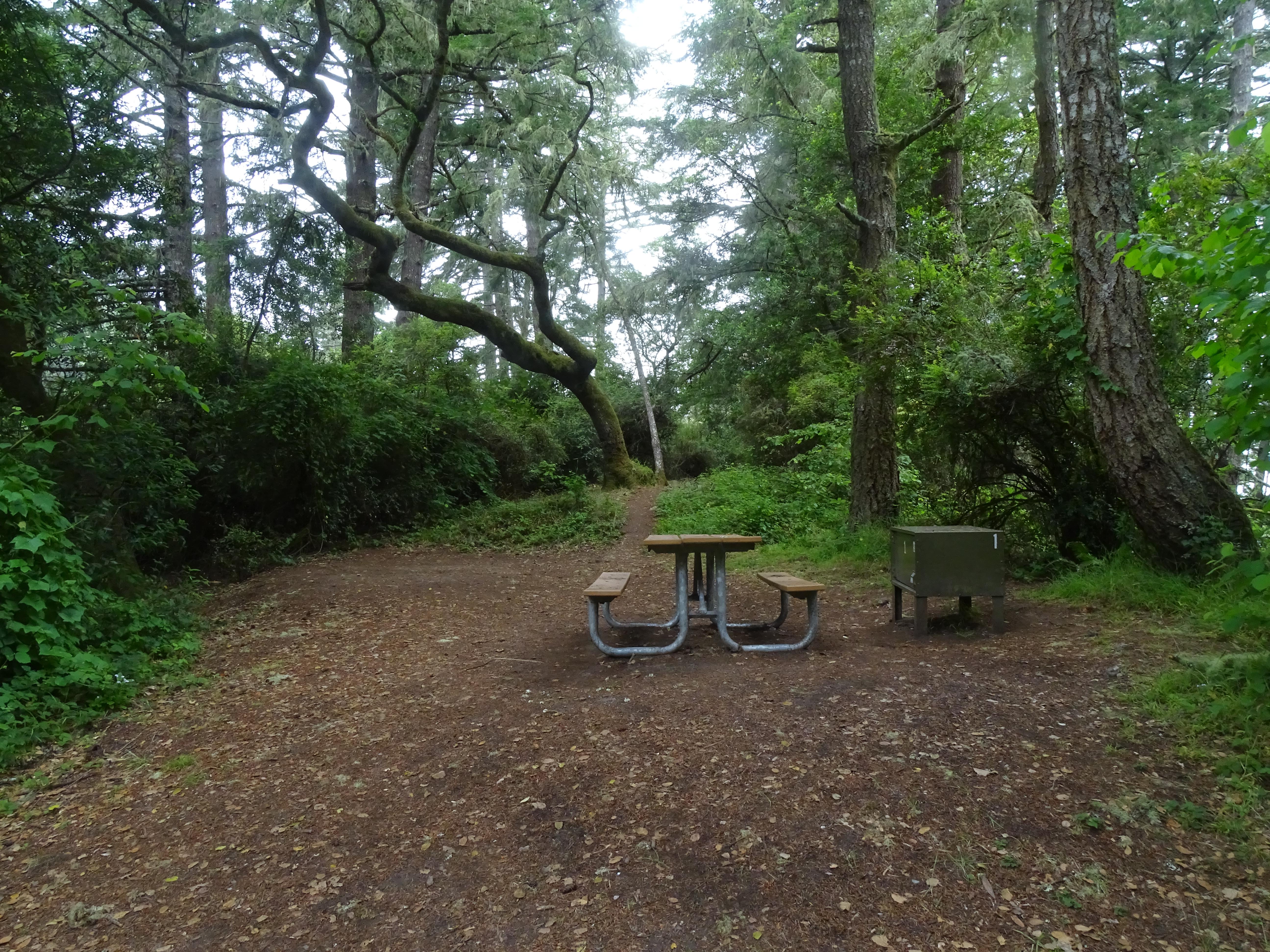 A campsite in the woods containing a picnic table and a food storage locker.