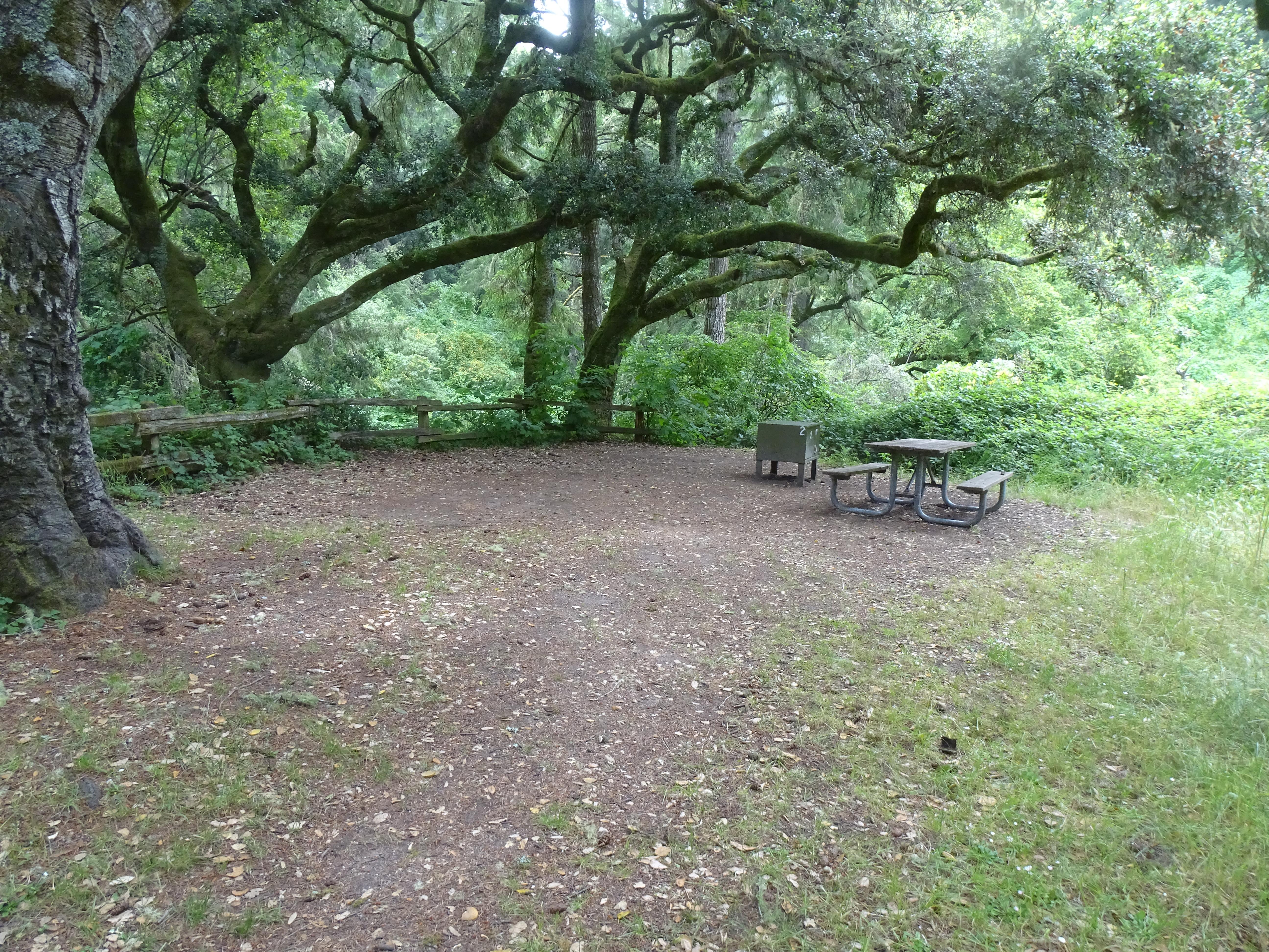 A campsite in the woods containing a picnic table and a food storage locker.