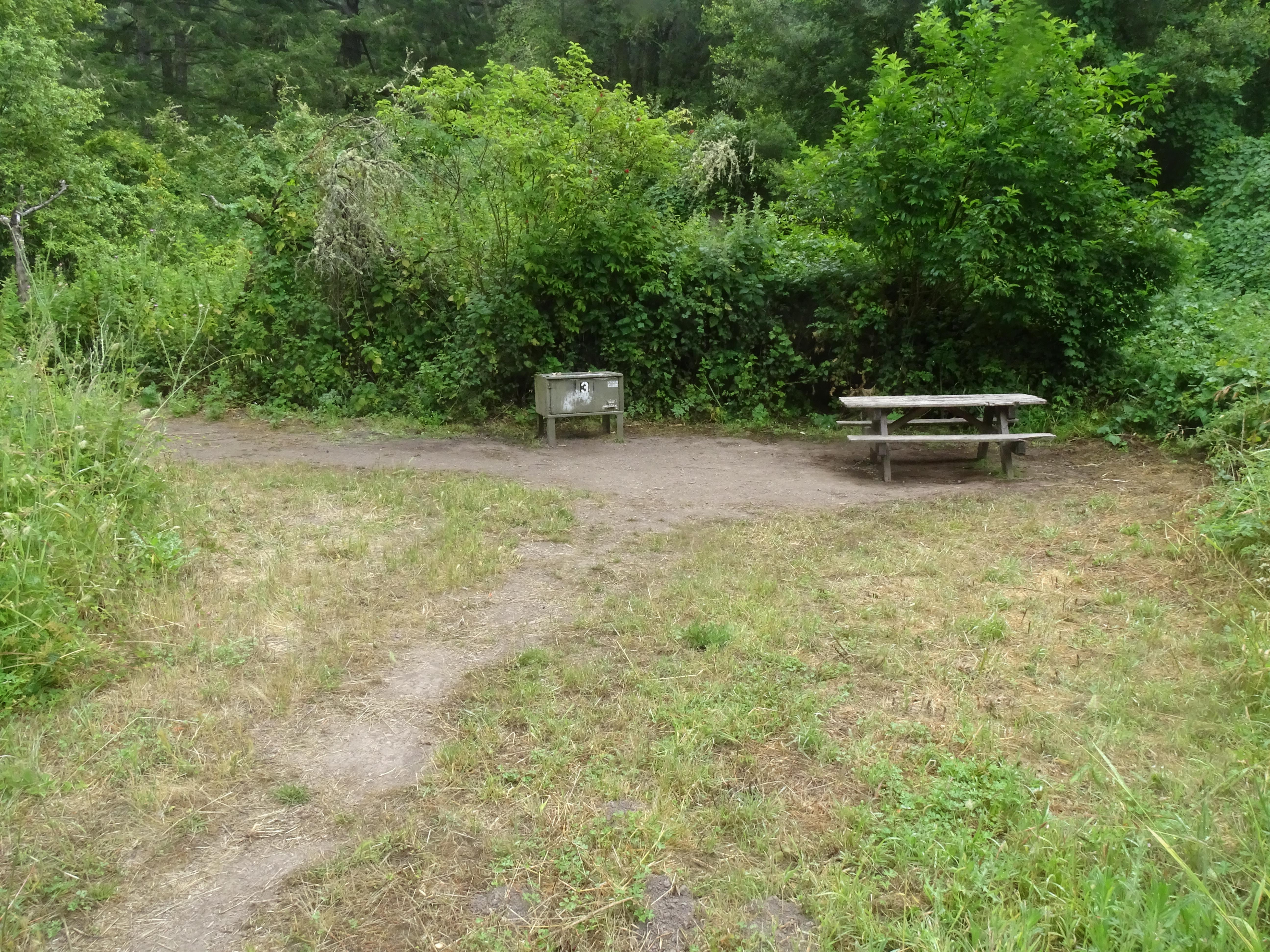 A campsite in the woods containing a picnic table and a food storage locker.