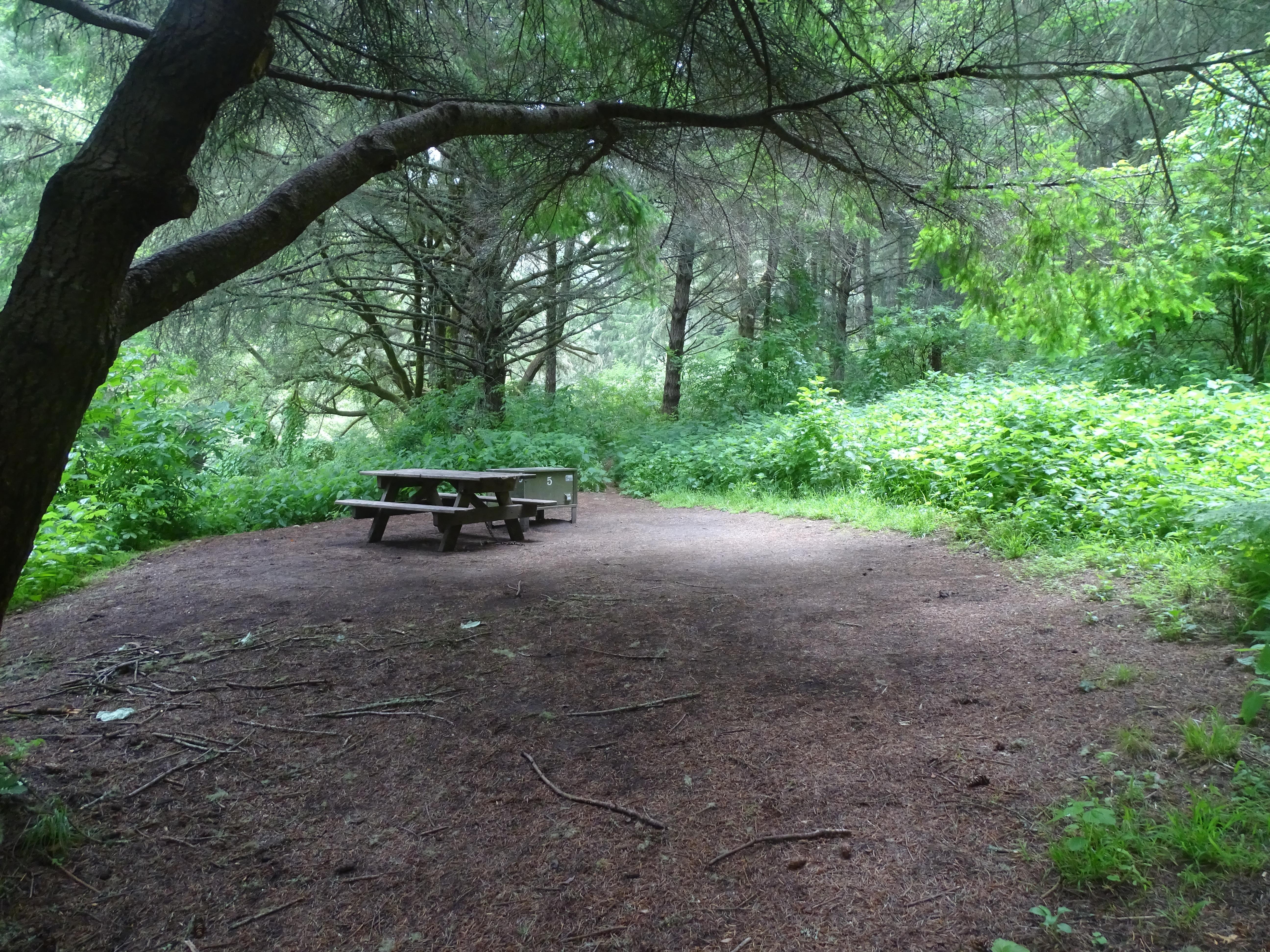 A campsite in the woods containing a picnic table and a food storage locker.