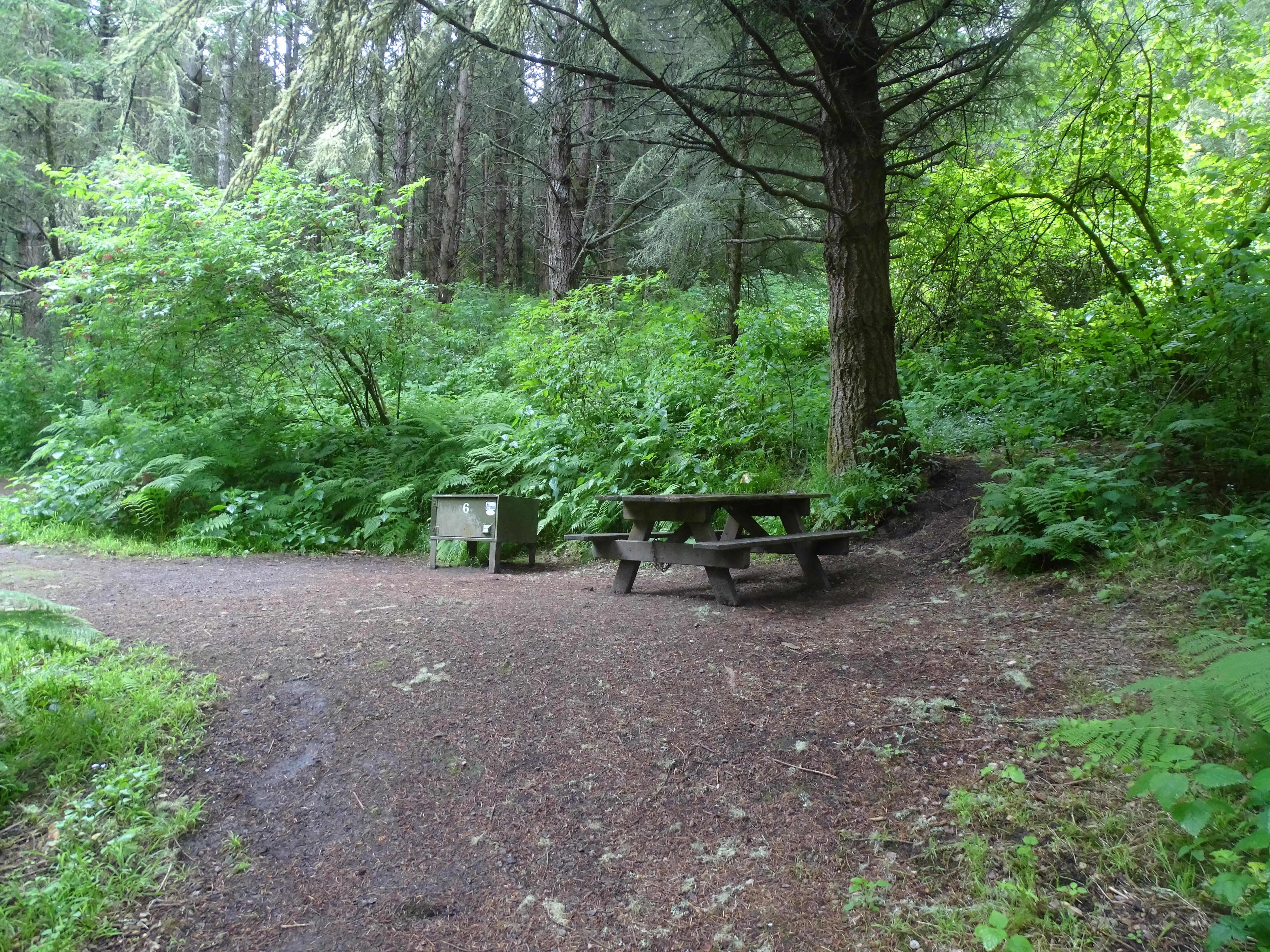 A campsite in the woods containing a picnic table and a food storage locker.