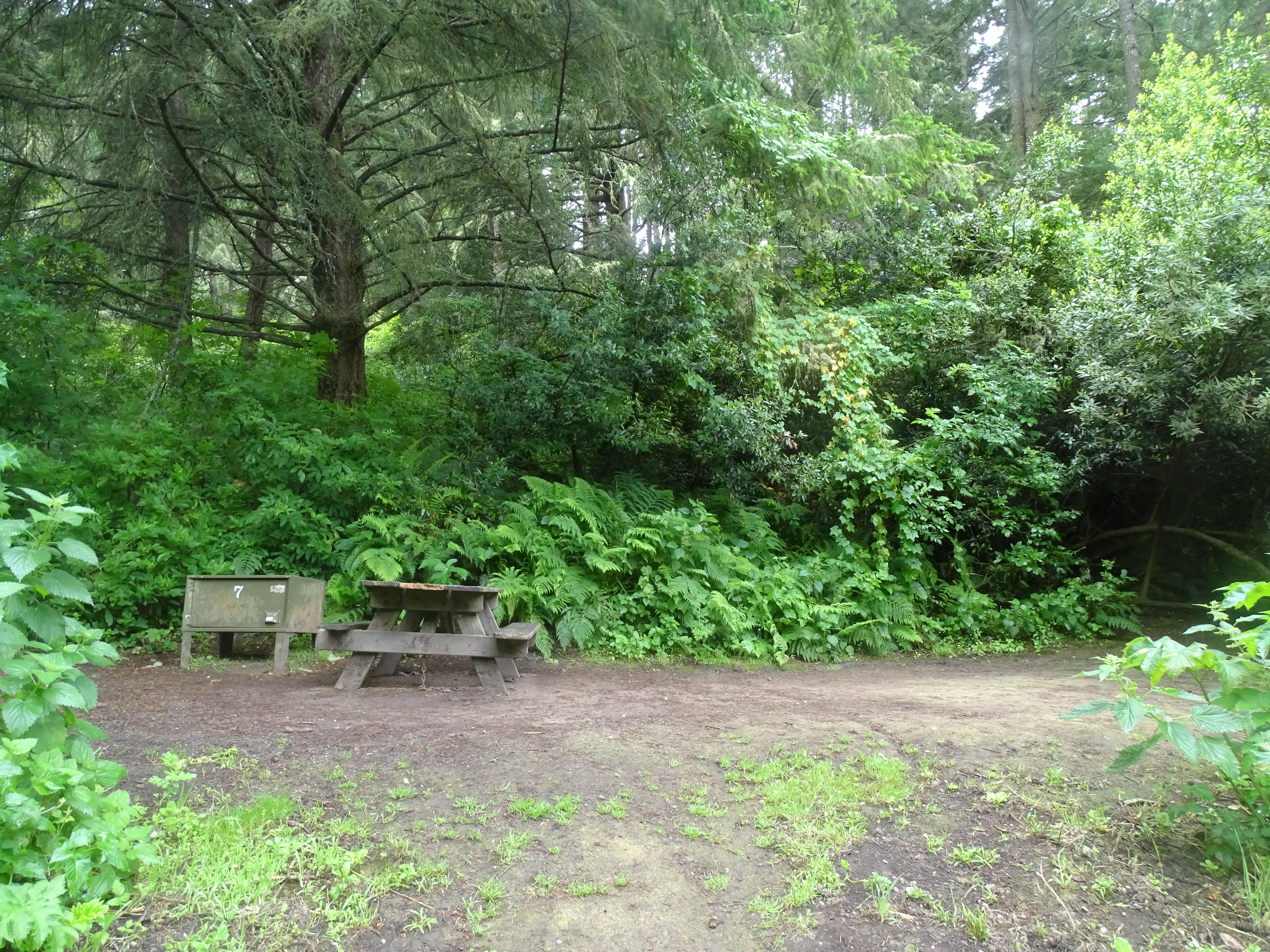 A campsite in the woods containing a picnic table and a food storage locker.