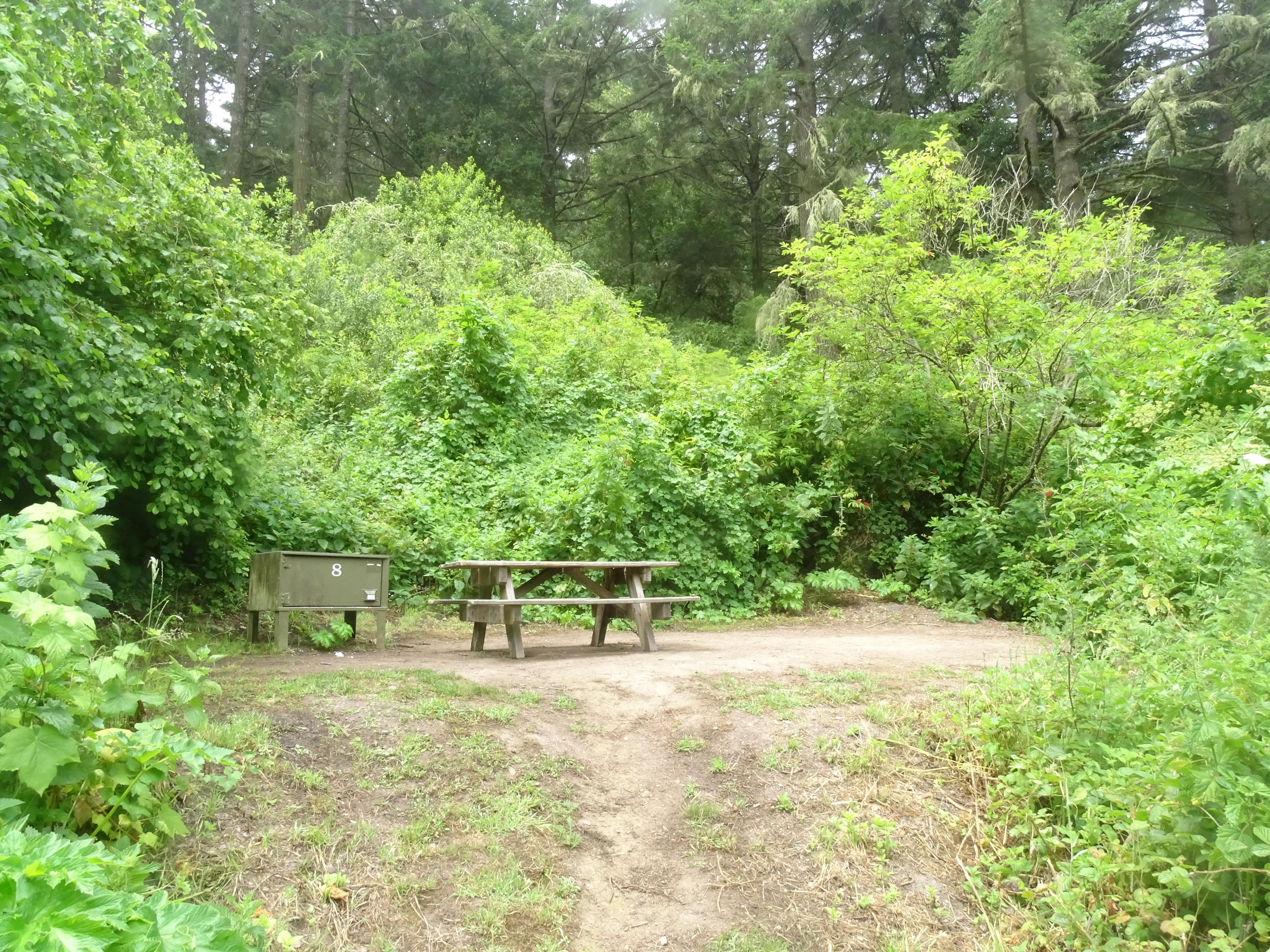A campsite in the woods containing a picnic table and a food storage locker.