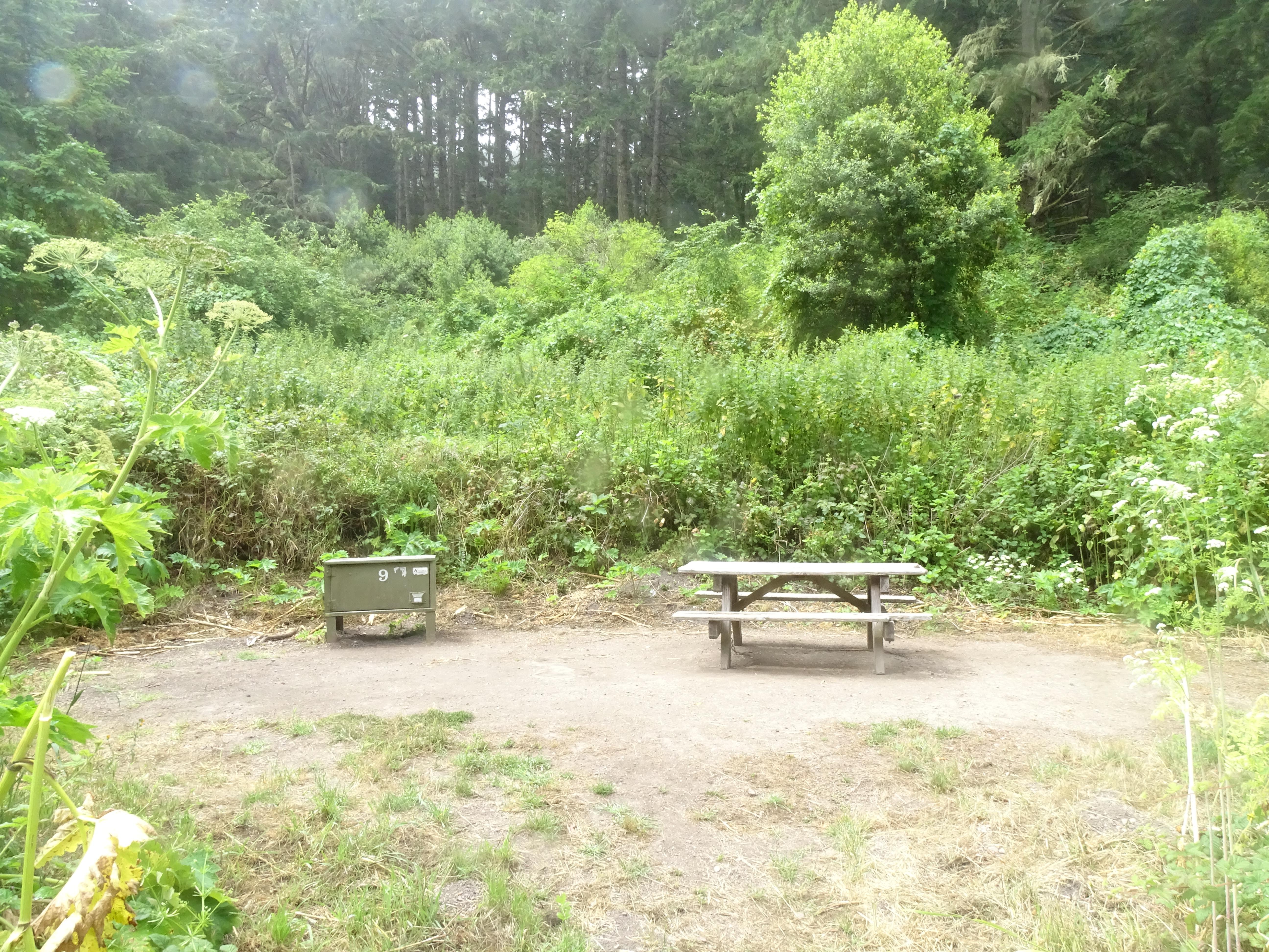 A campsite in the woods containing a picnic table and a food storage locker.