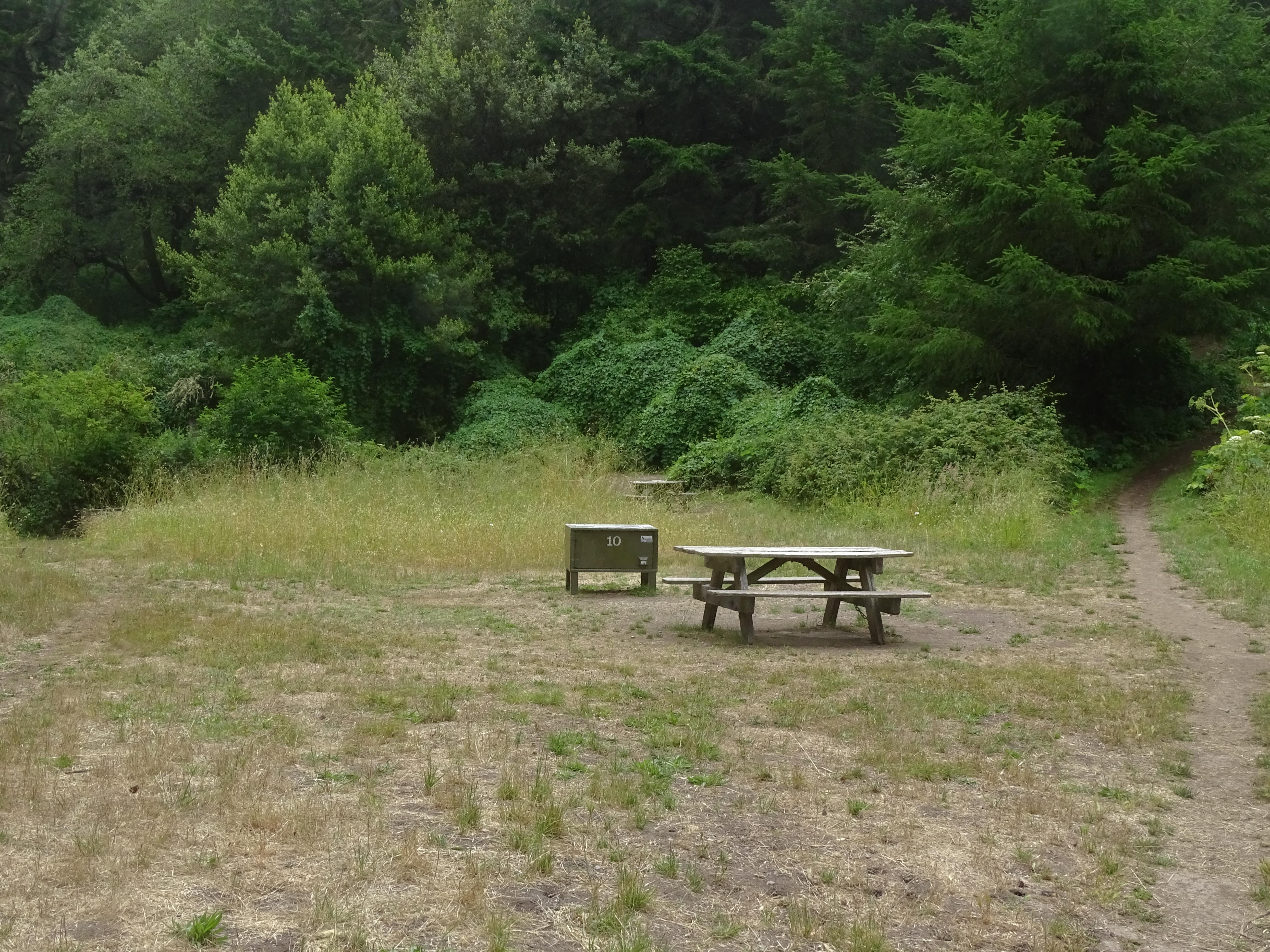 A campsite in the woods containing a picnic table and a food storage locker.