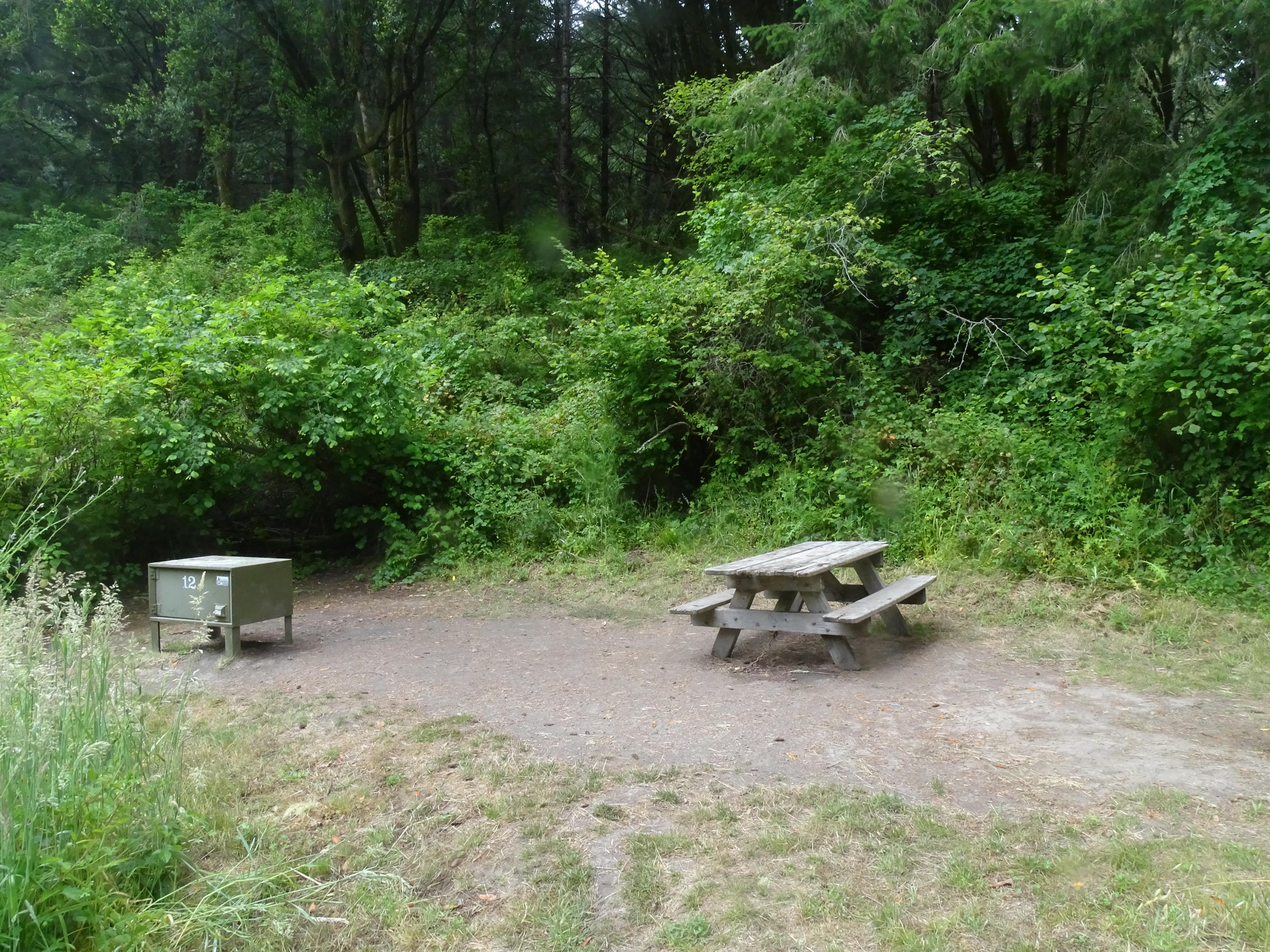 A campsite in the woods containing a picnic table and a food storage locker.