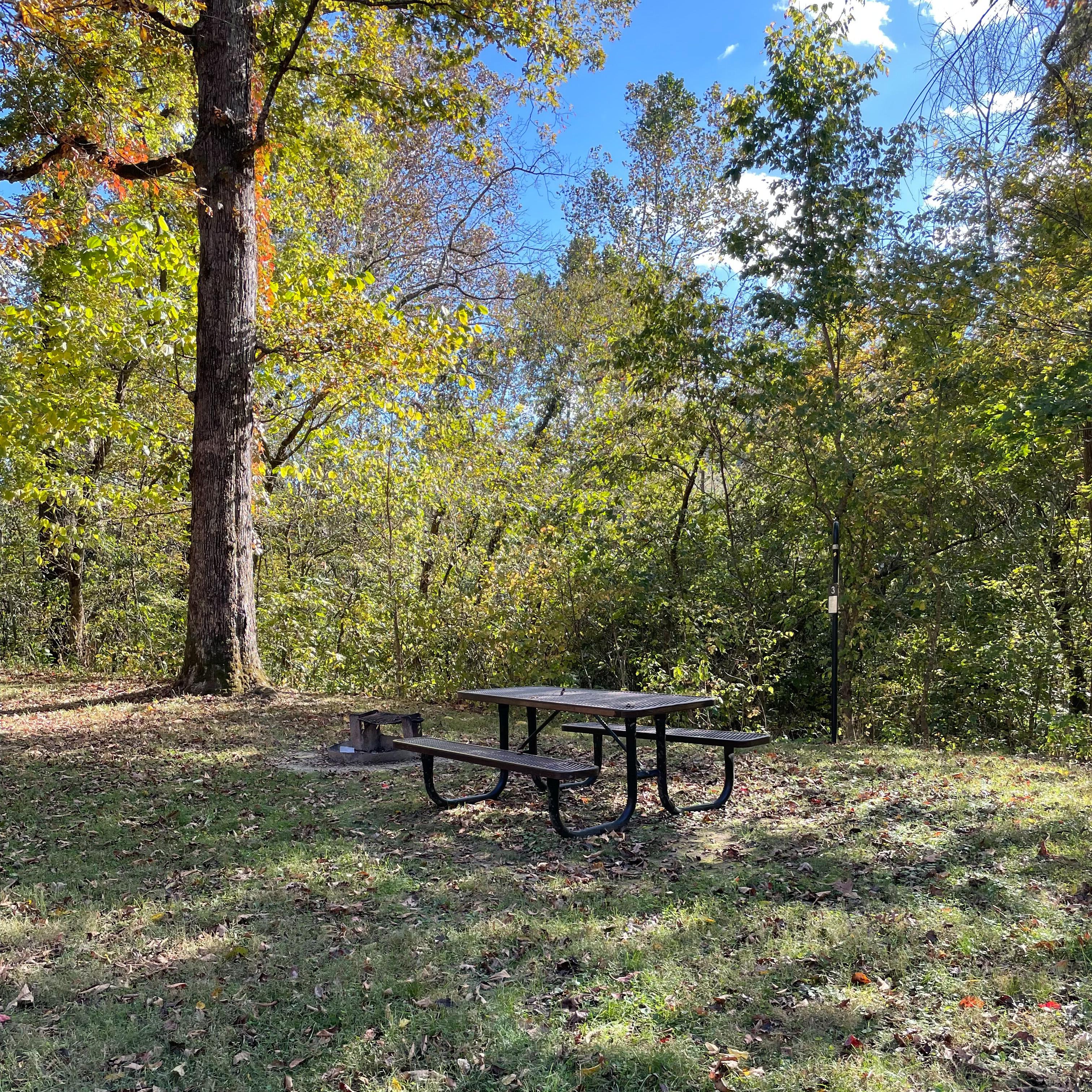 A campsite with a picnic table, fire ring, lantern hook, and trees overhead.