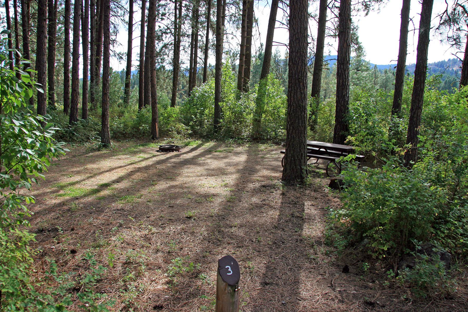 cleared campsite space surrounded by vegetation with shady trees