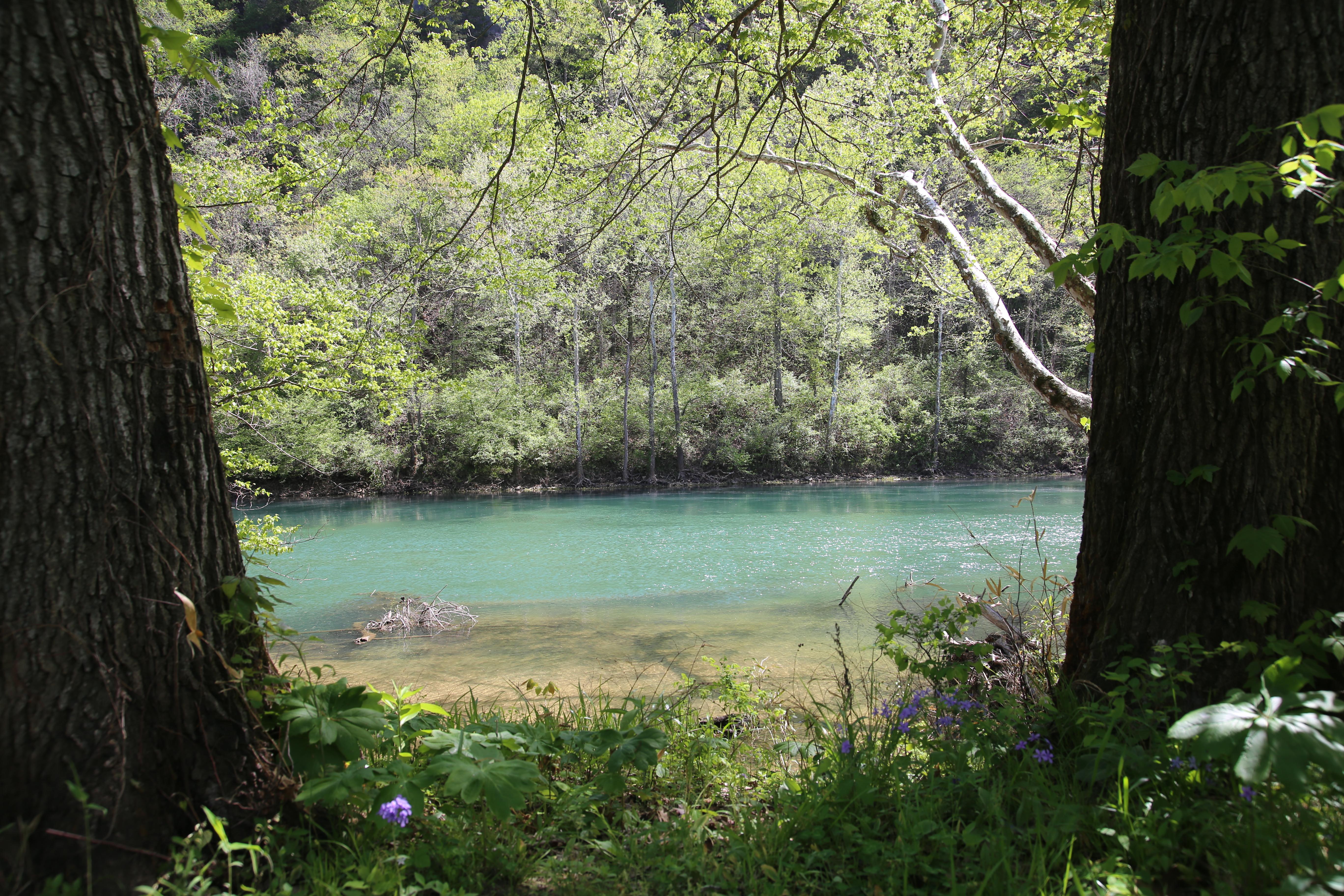 Two trees part to show a beautiful blue river, with lush green trees in the back.