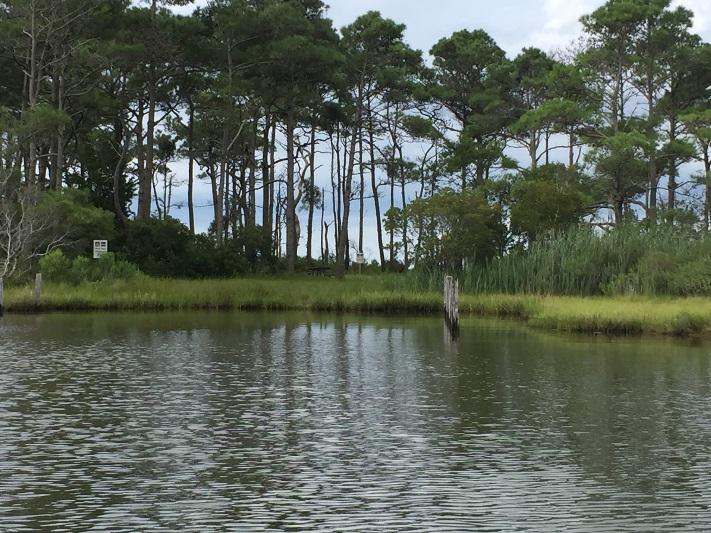 View of Pine Tree from water