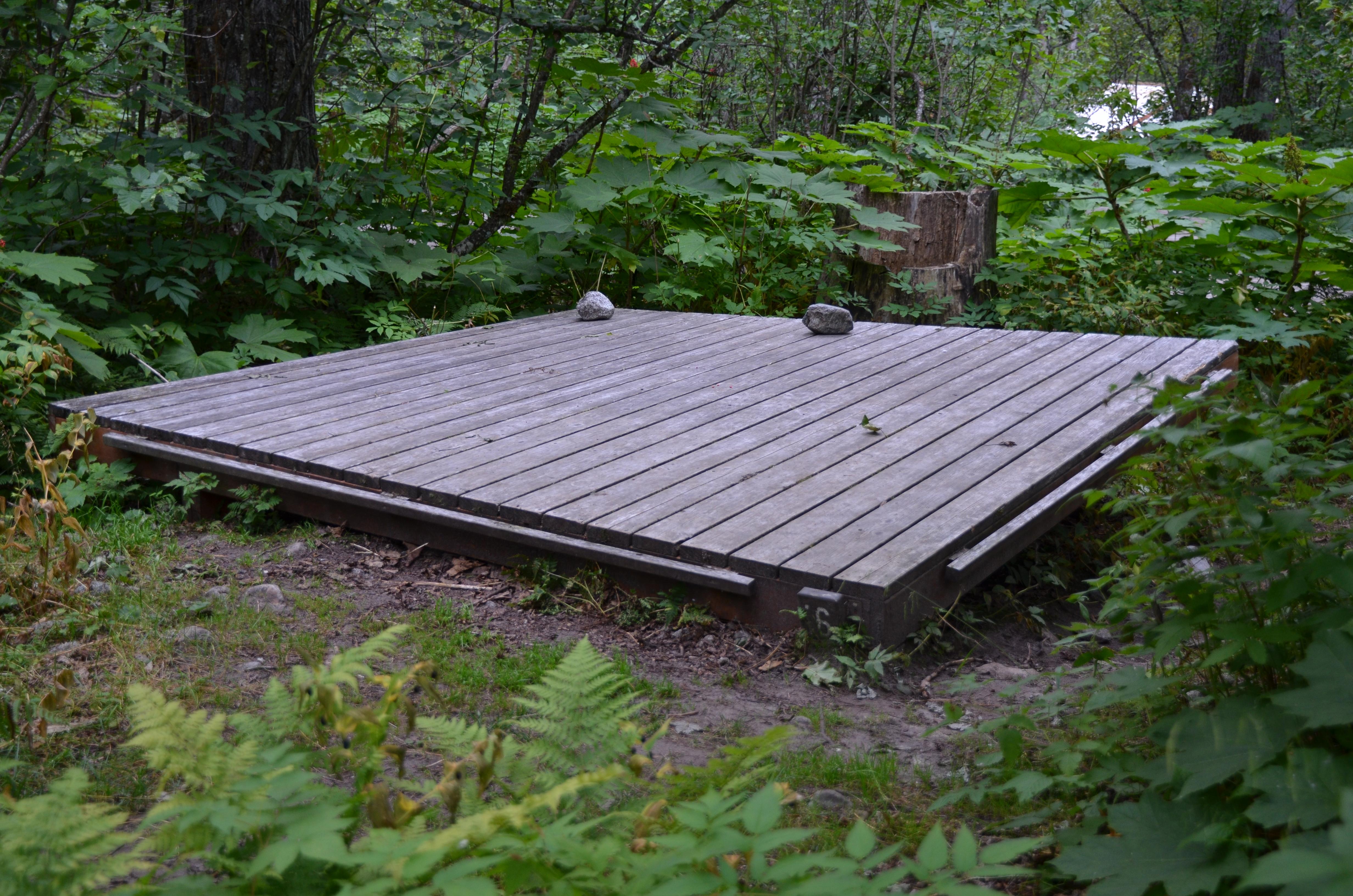 Wooden platform in a vegetated area
