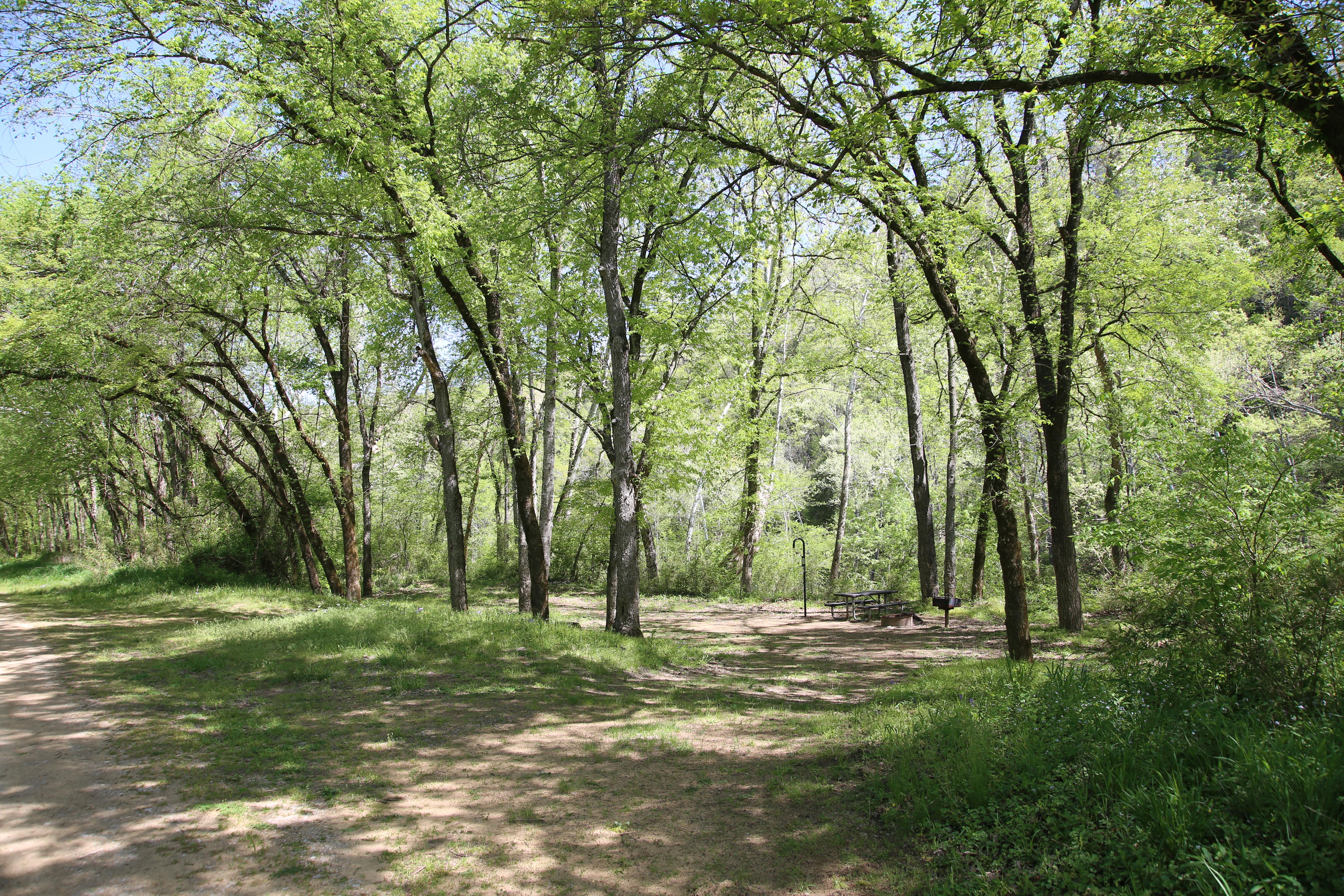 A limited development campsite under dappled shade.