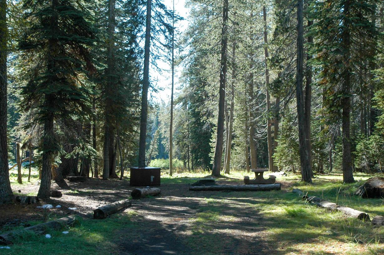 A campsite amid conifer trees adjacent to a grassy area.