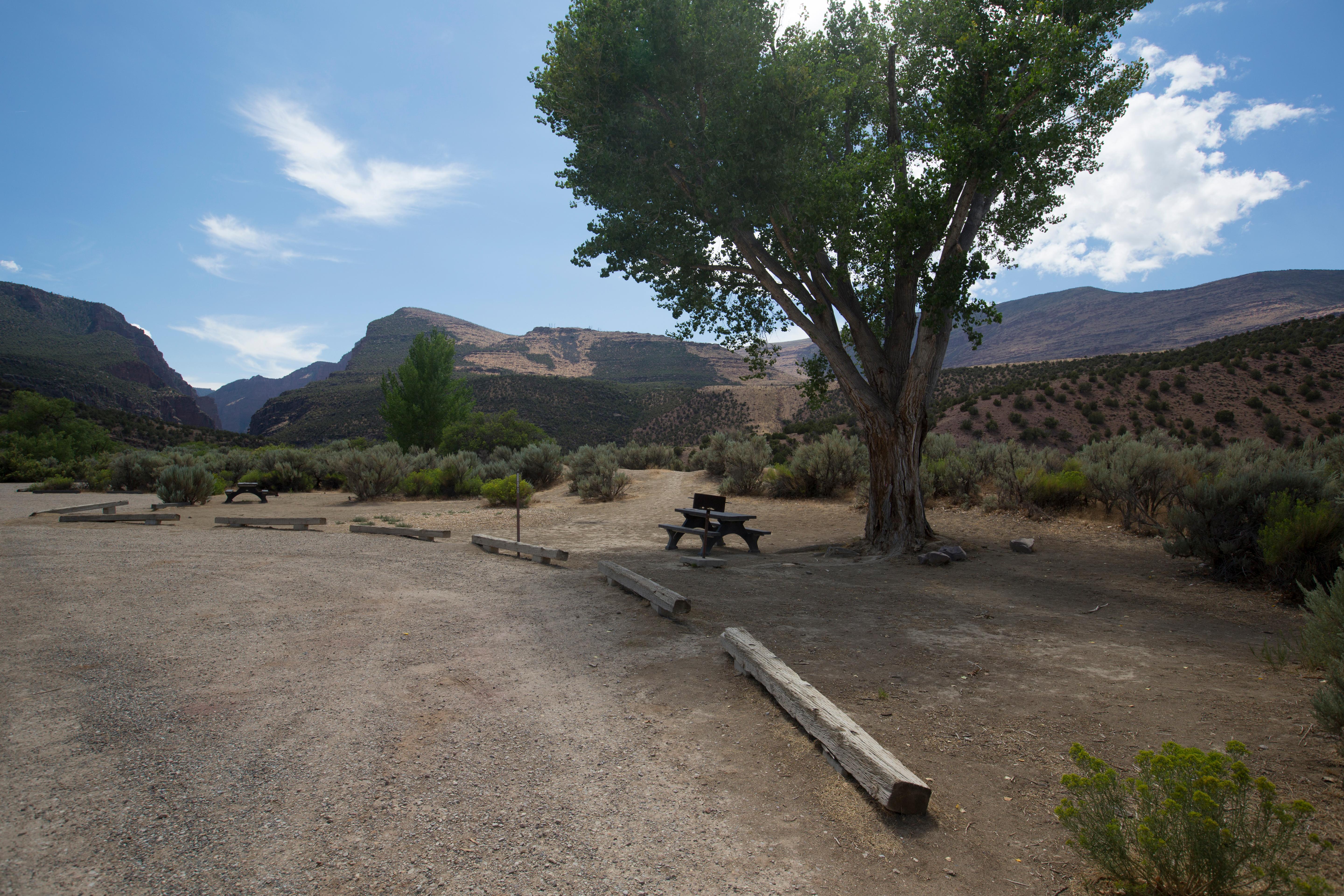 campsite with picnic table and tree