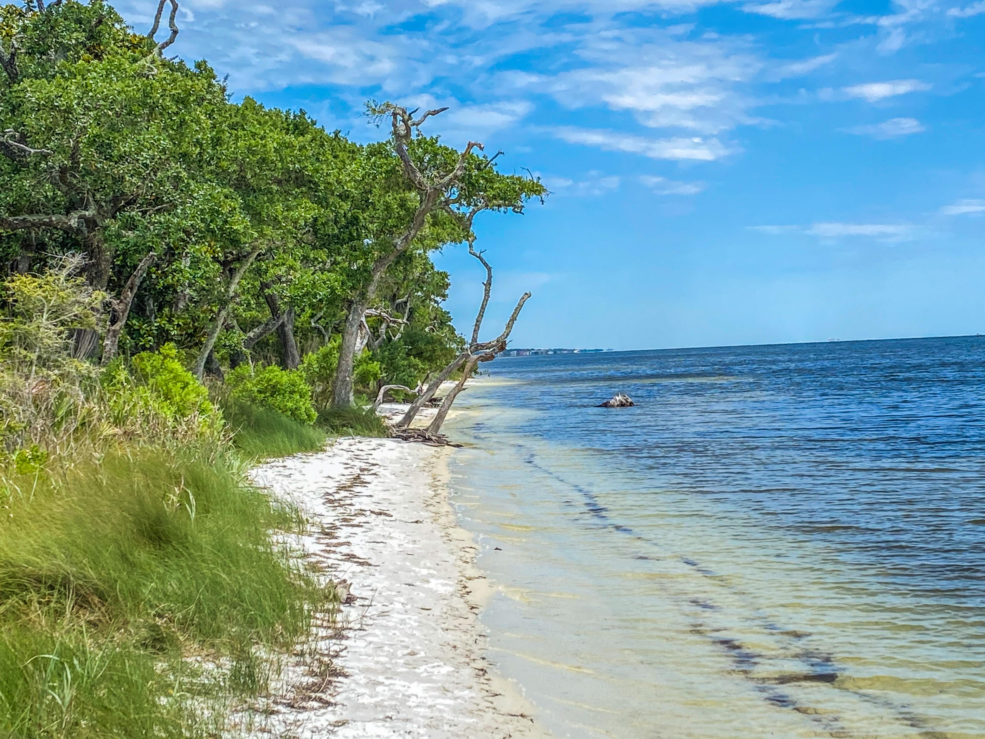 Green trees with water