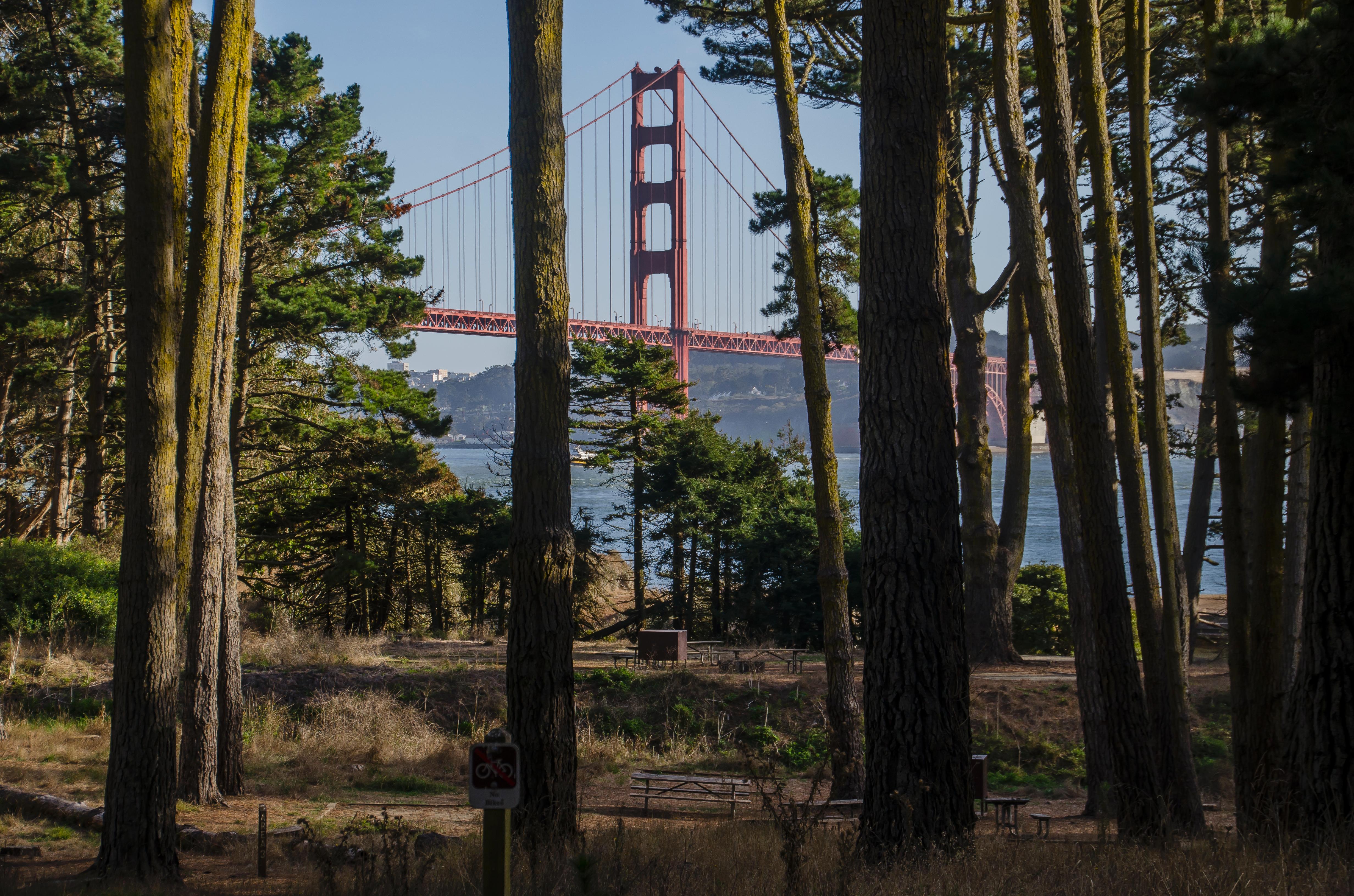 A view of the Golden Gate Bridge through the trees at Kirby Cove.