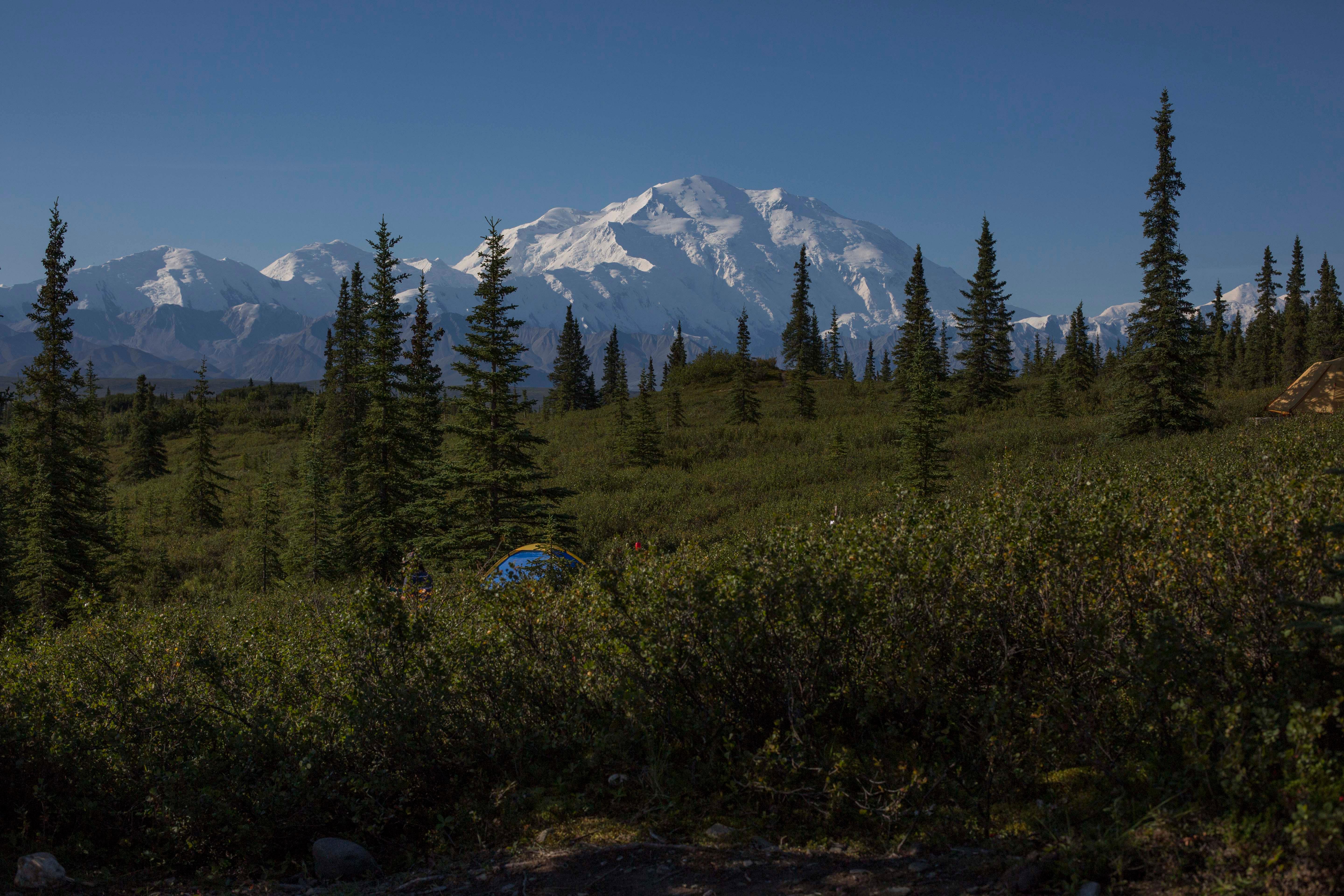 a tent in a brushy forest with a vast snowy mountain in the distance