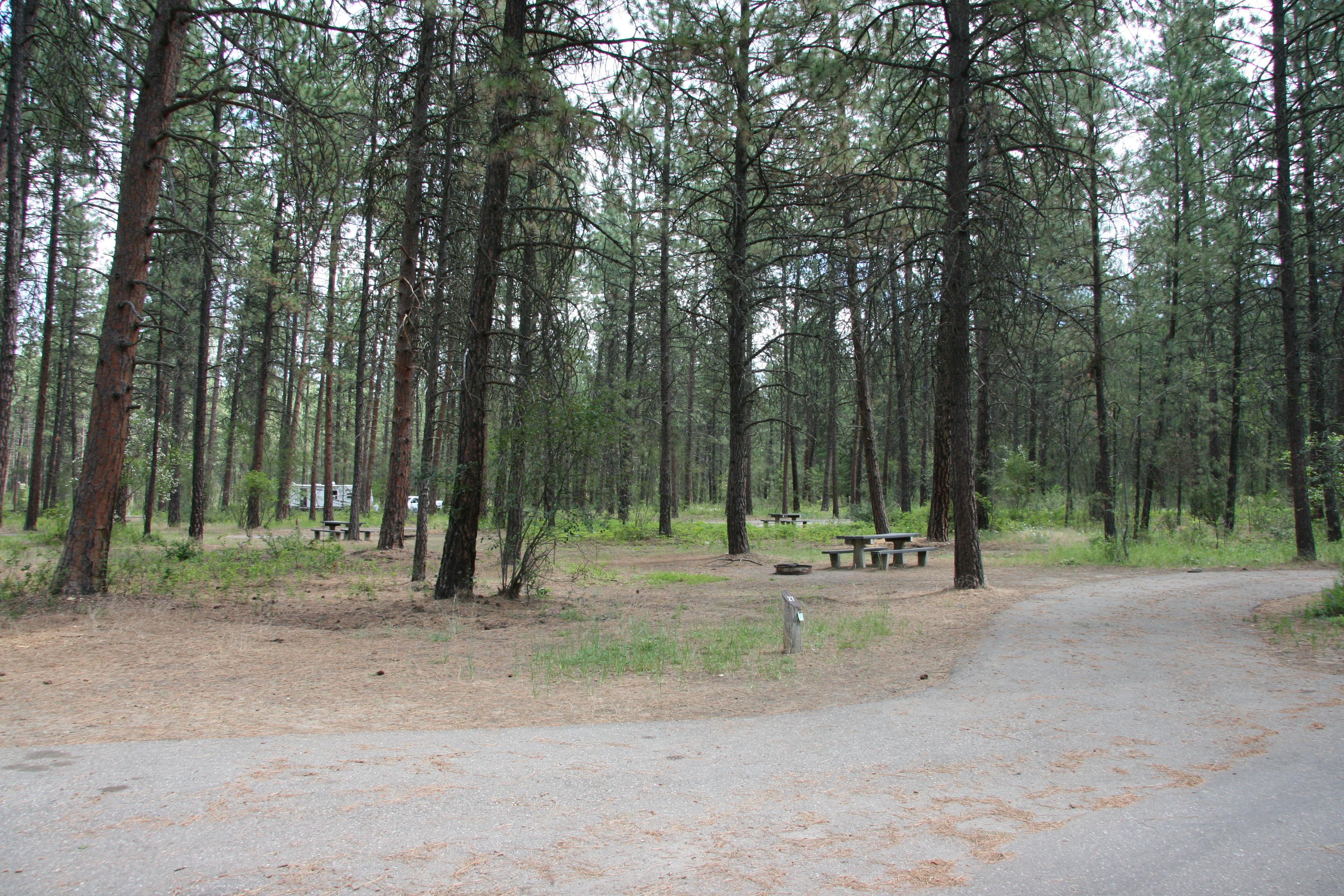 Campsites with picnic tables and fire rings are scattered through the pine forest.