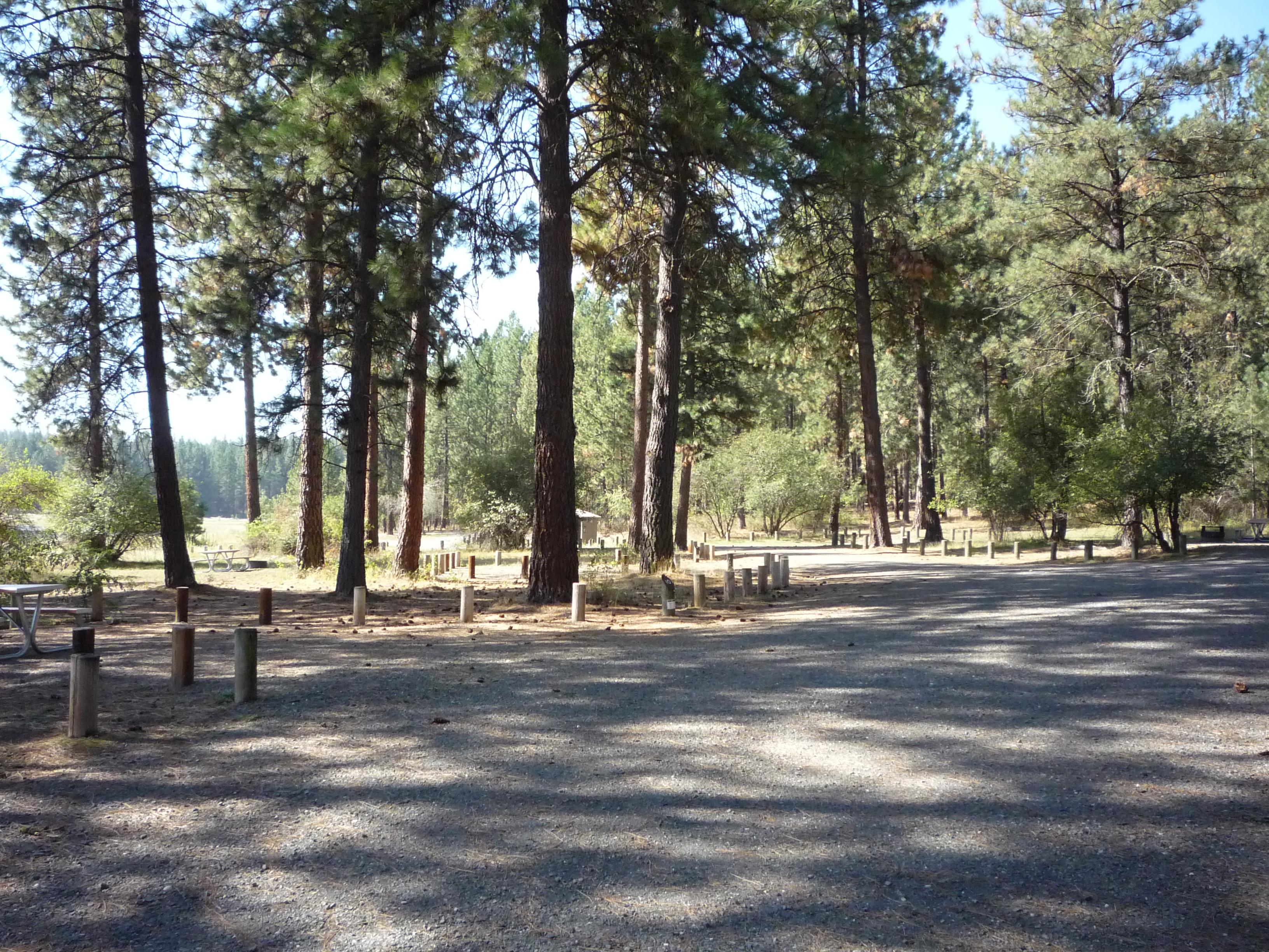Several campsites with paved access, pine trees, and picnic tables.