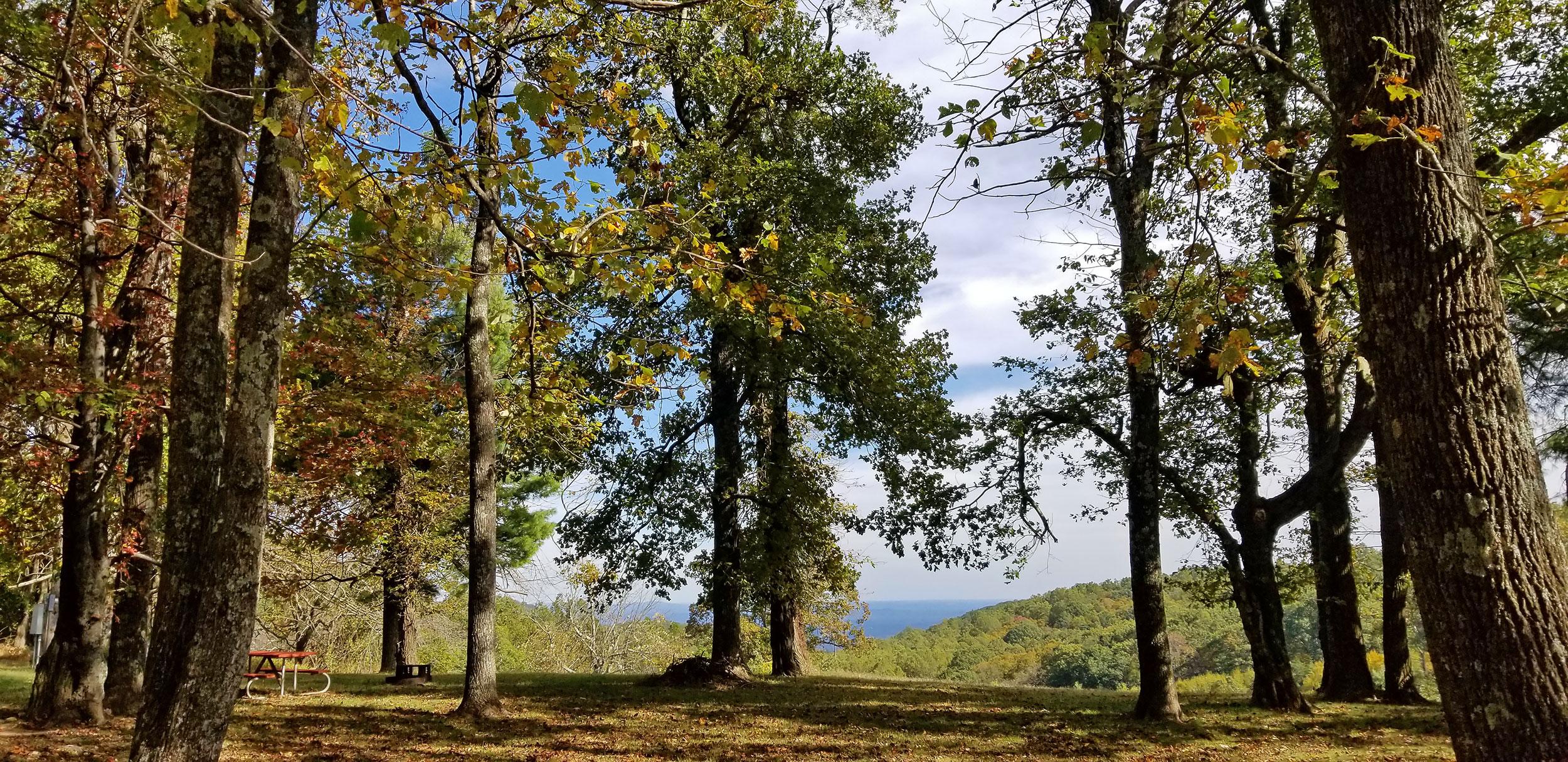 An open forest with early fall colors