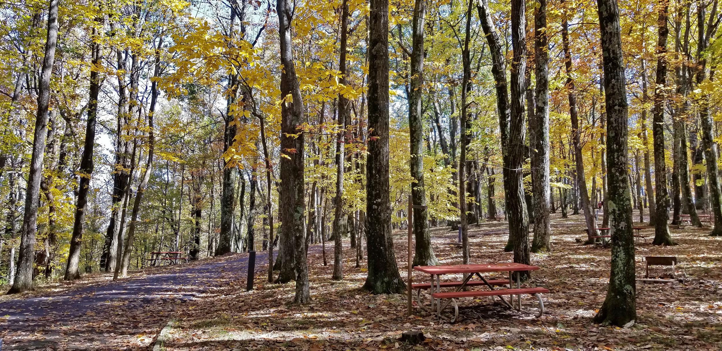 A picnic table marks an empty campsite in a golden, fall forest