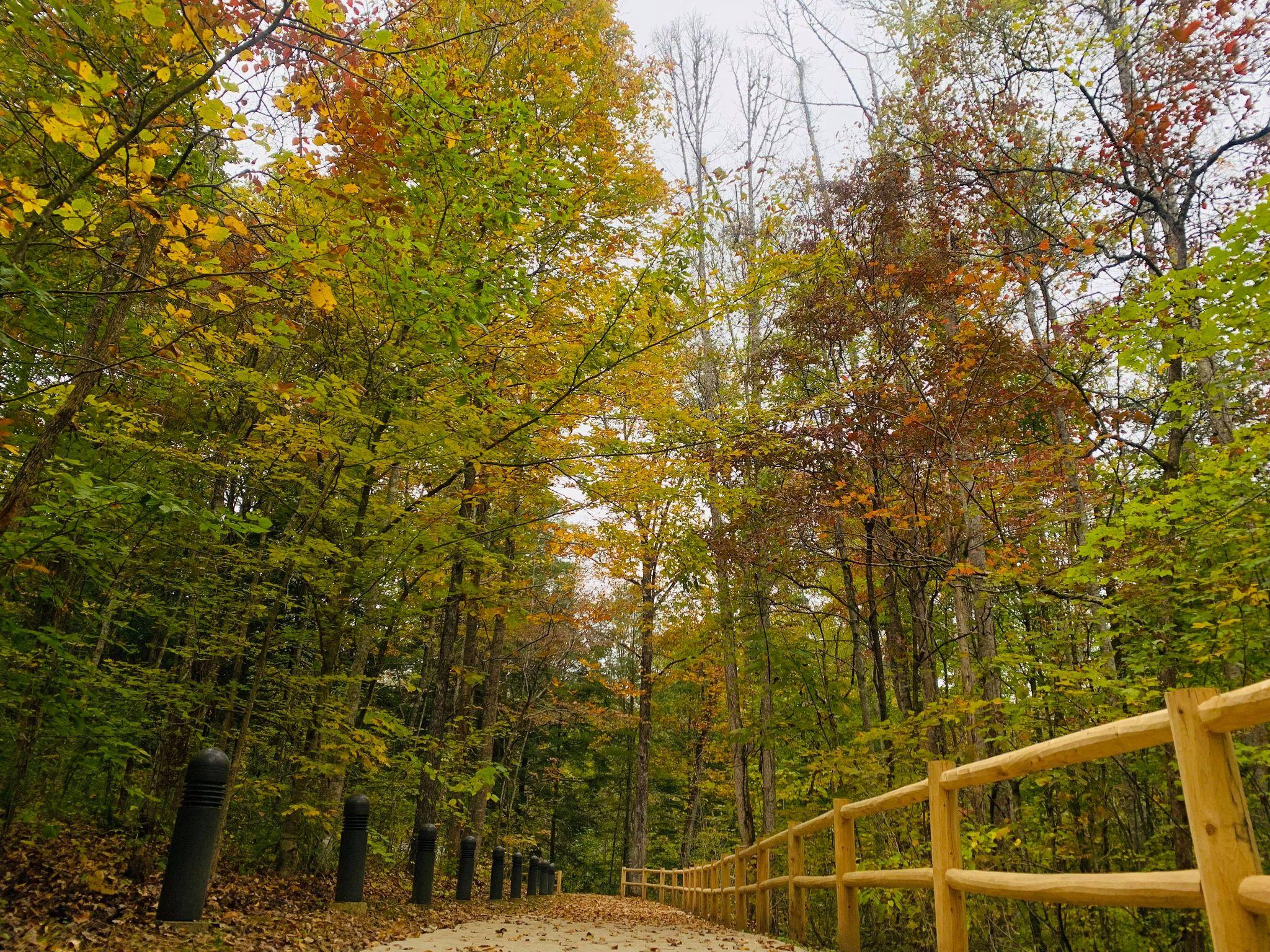 Walkway path covered with fall leaves and surrounded by fall colors.