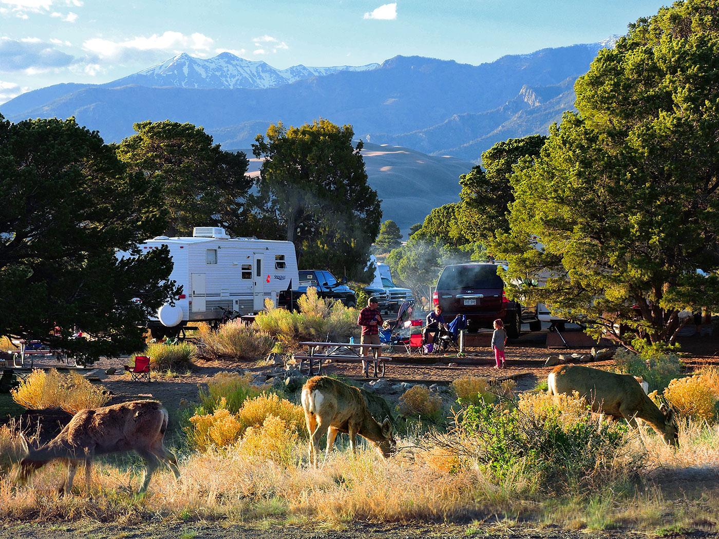Deer graze beside tents and RVs in a campground, with dunes and mountains in the background
