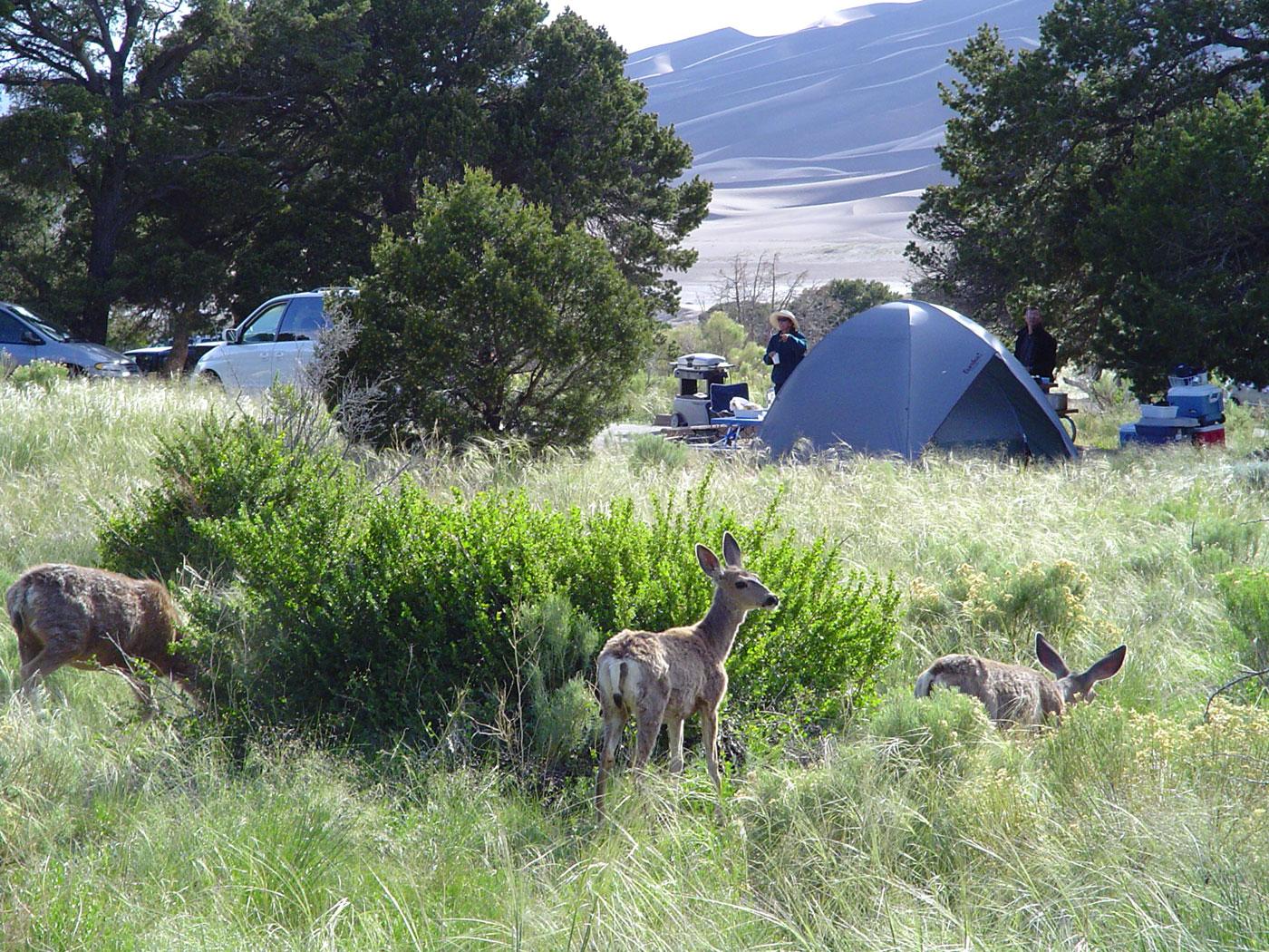 Mule deer graze in a campground with small trees and dunes in the background