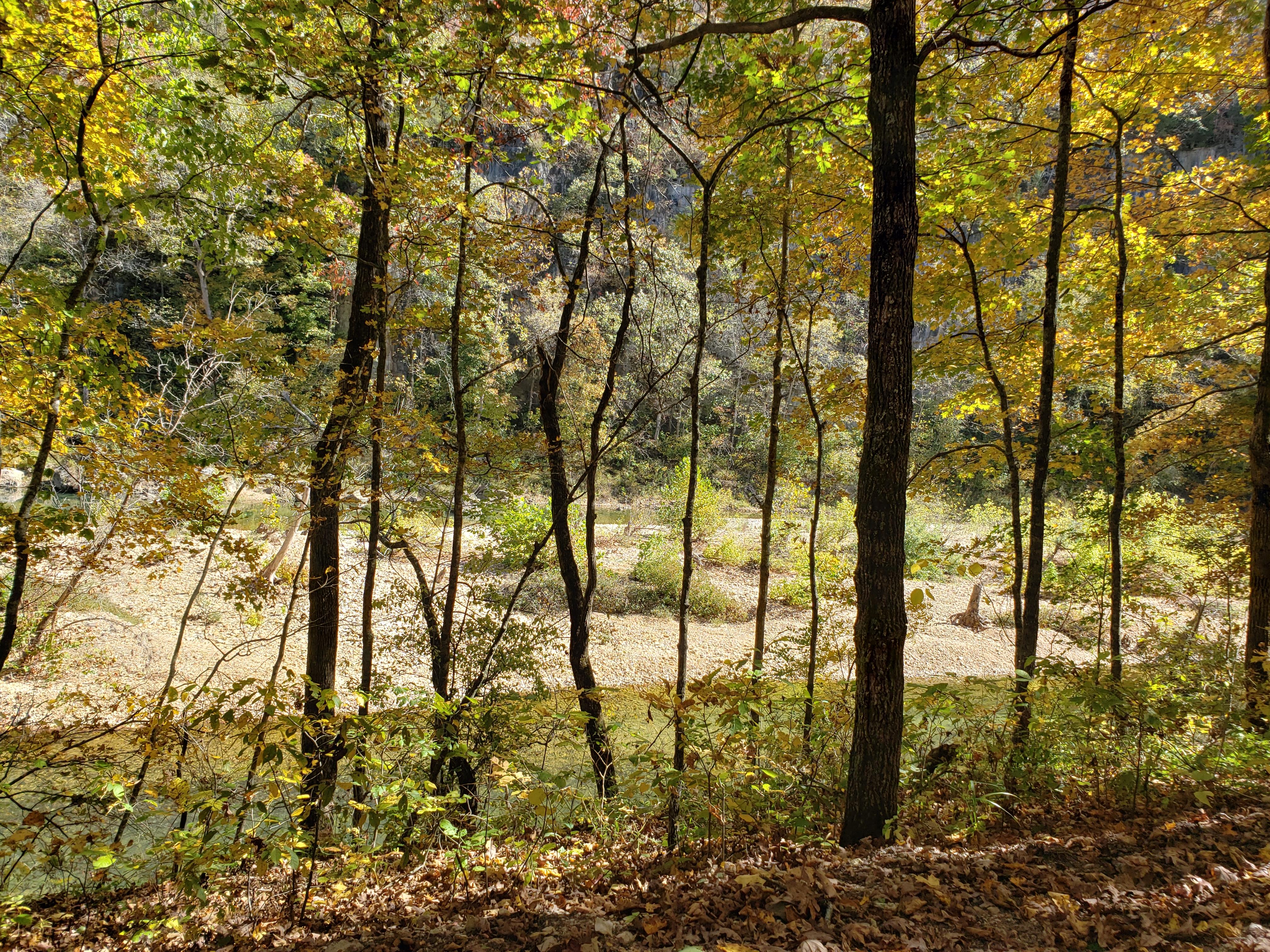 A line of skinny trees follow along a river's edge.