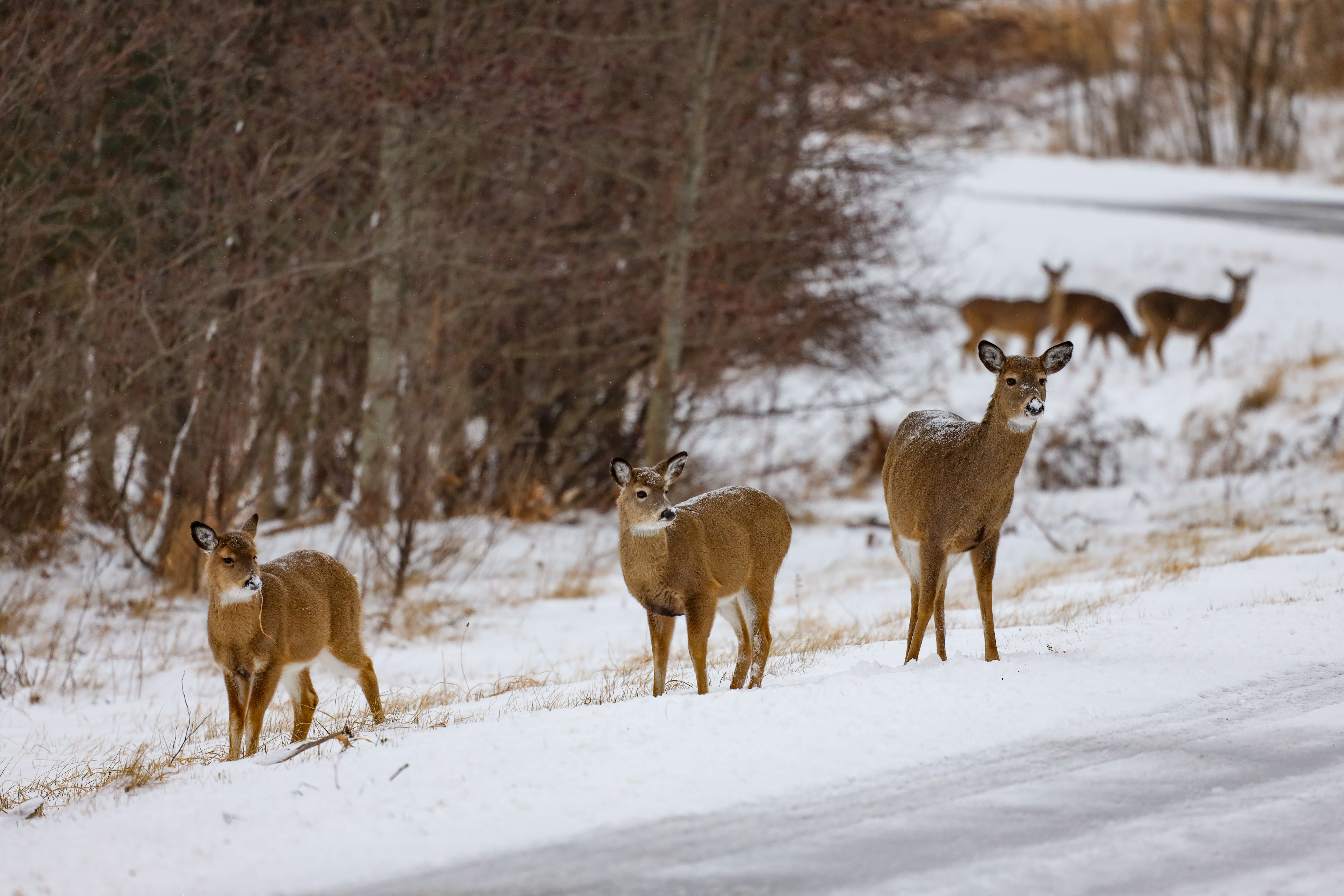 Learn more about the White-Tailed Deer Management Plan and Environmental Assessment at Upcoming Public Meeting.